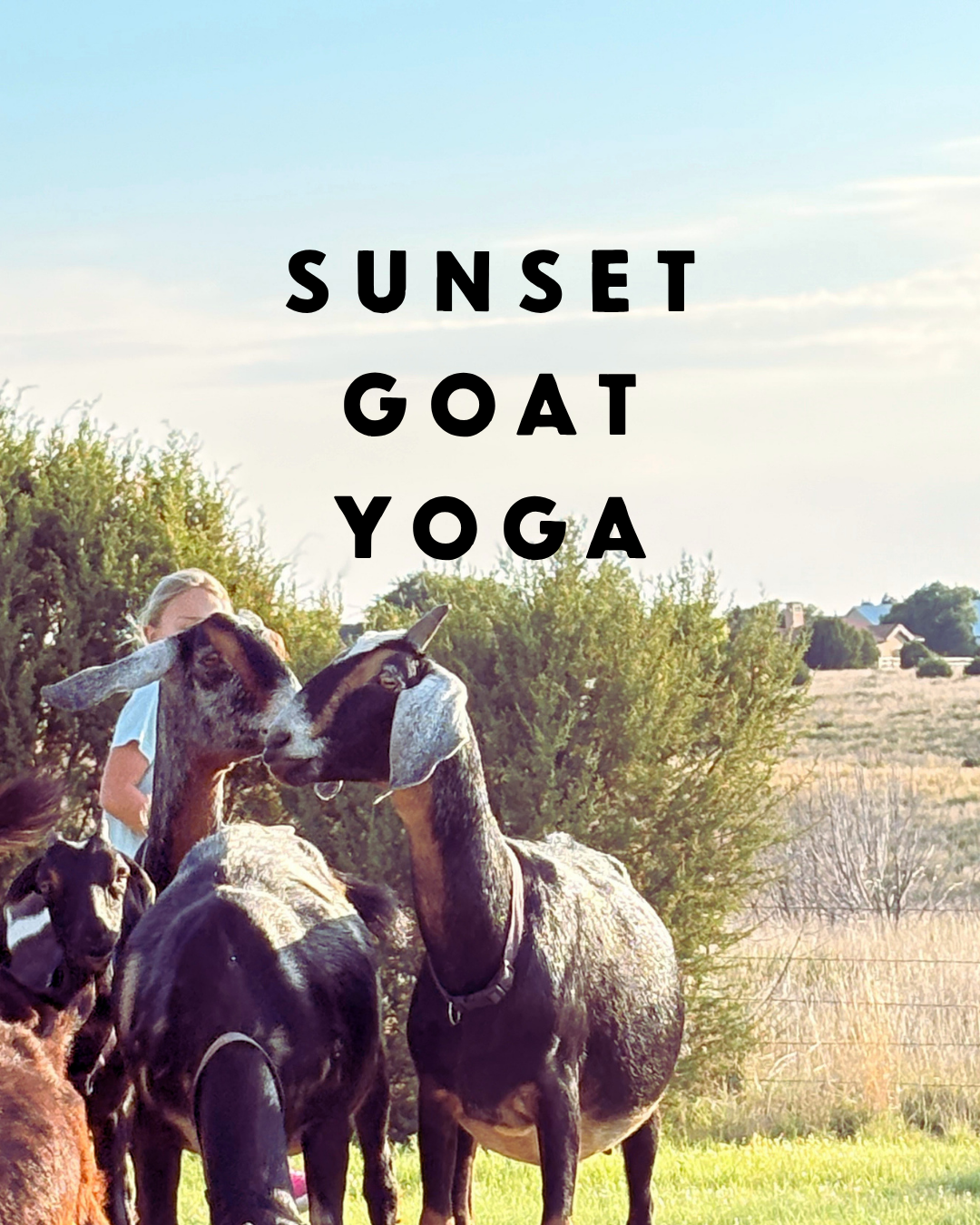 Sunset Goat Yoga (1).png