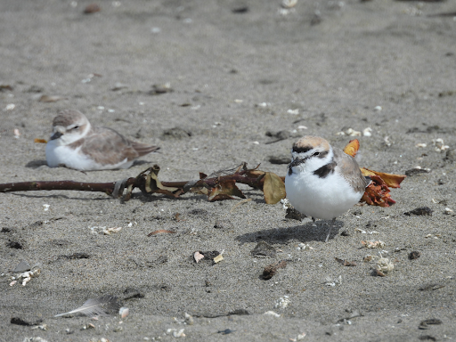 Snowy Plover Habitat Stewards Cleanup