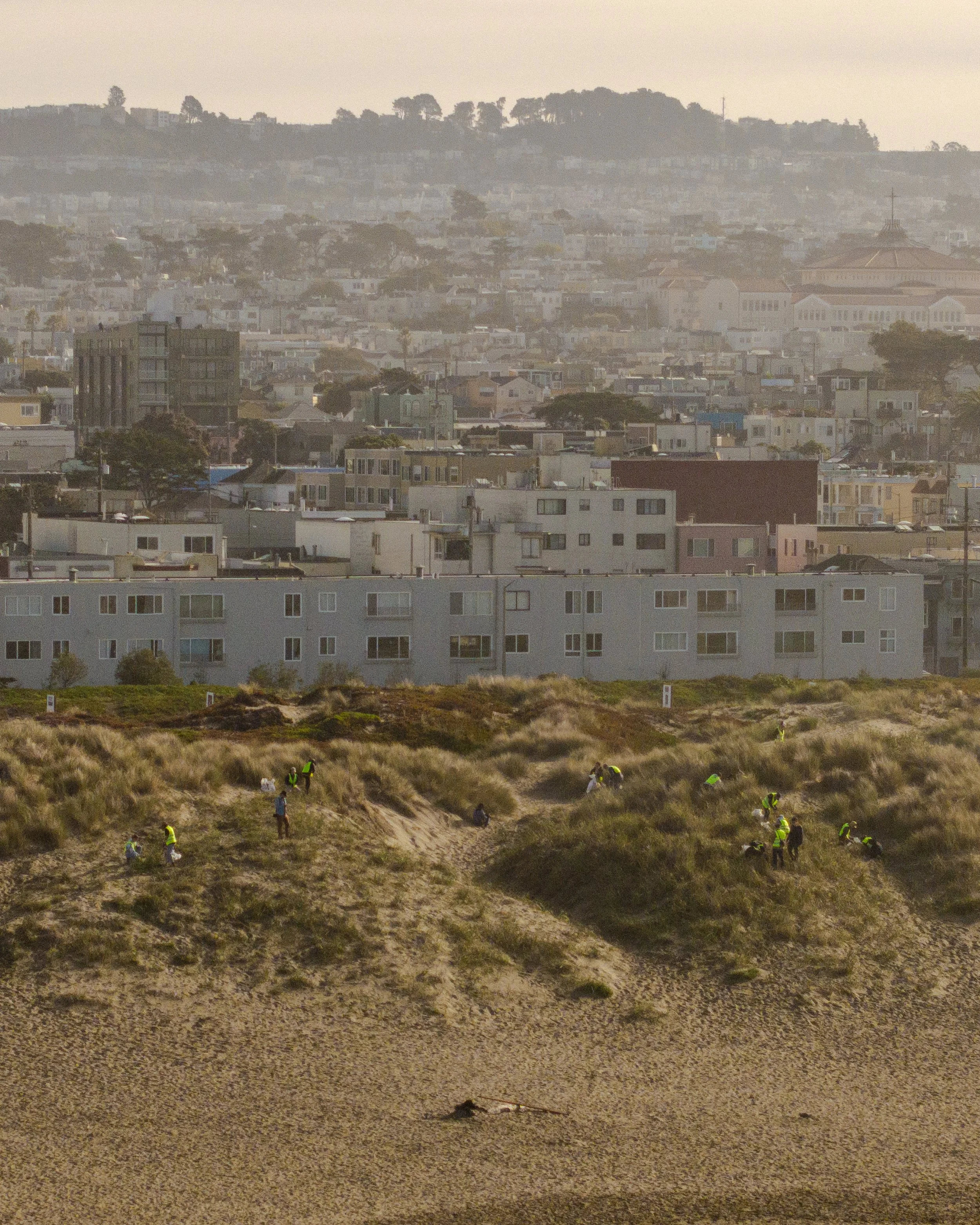Dune Revegetation