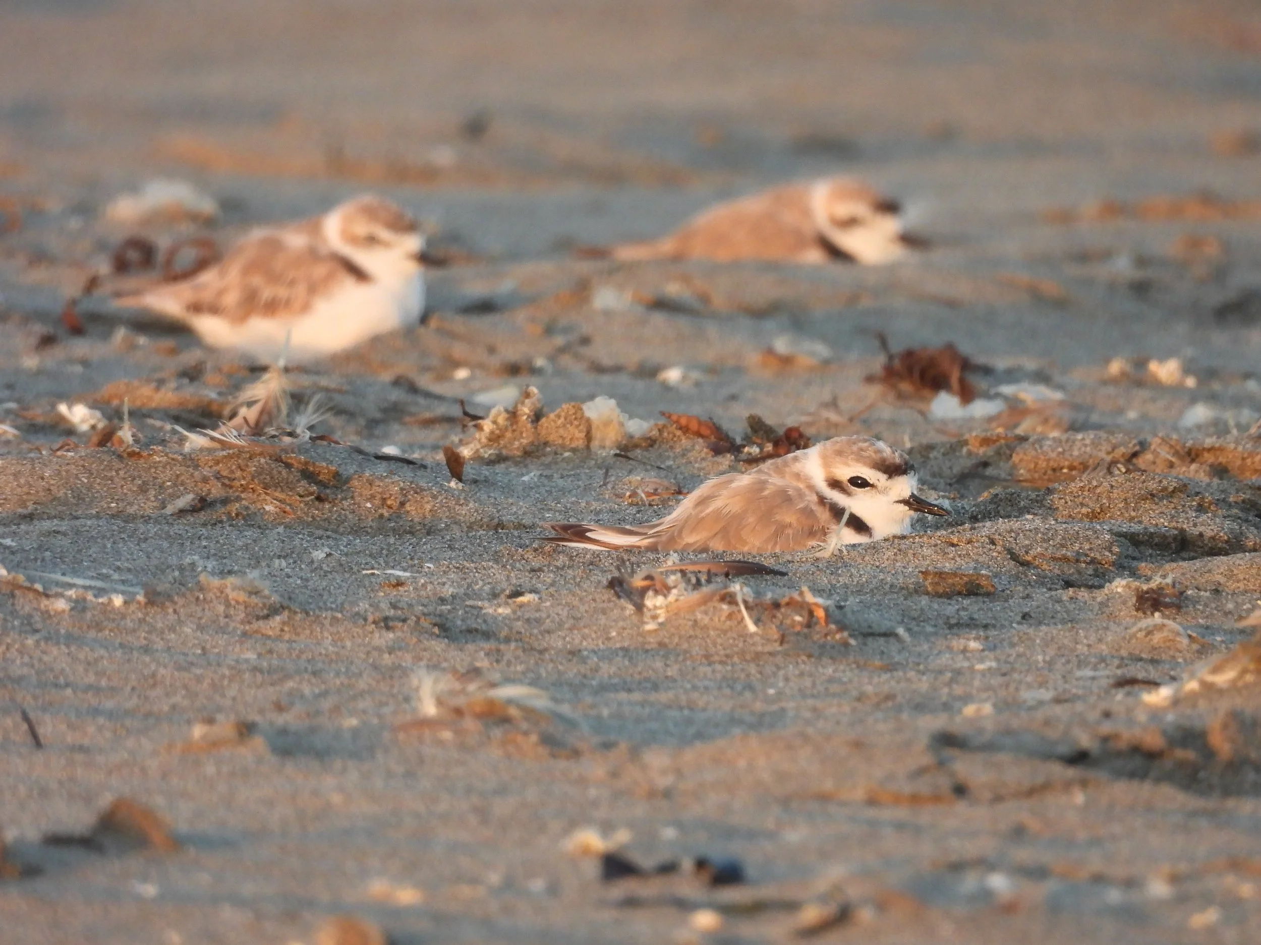 Welcome Back Plover Party