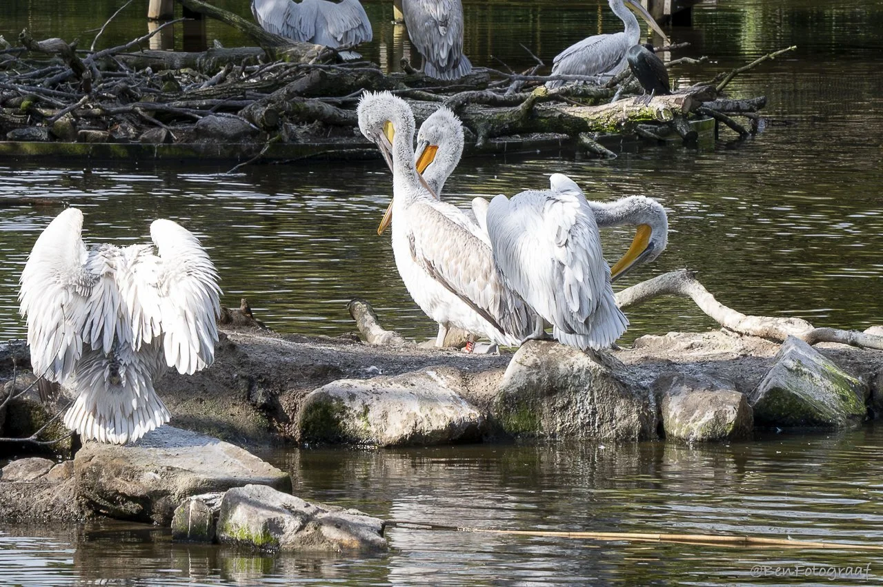 Pelikanen in Blijdorp.jpg