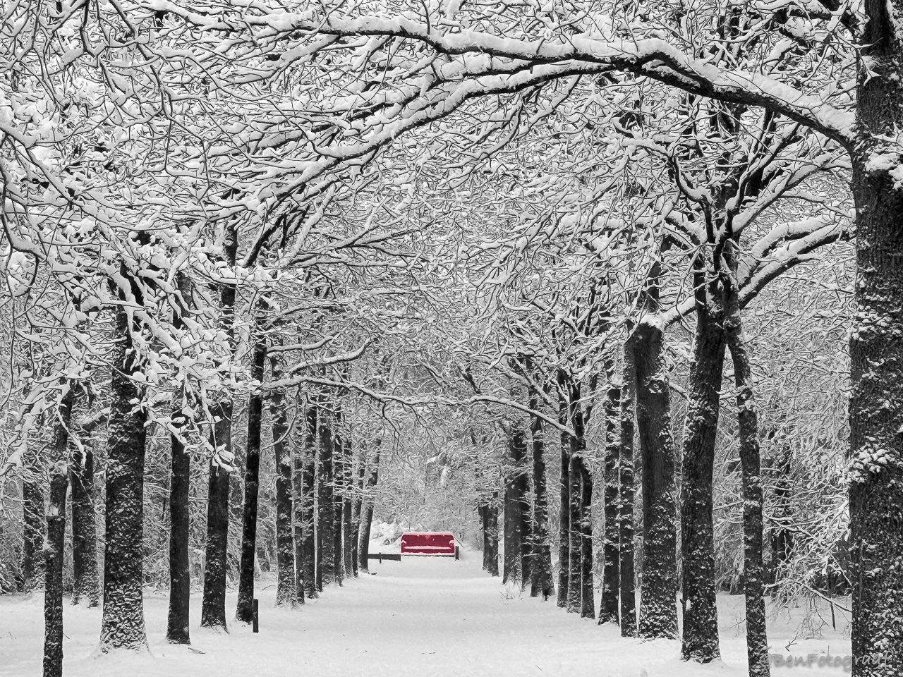 Baarns bos inde sneeuw.jpg