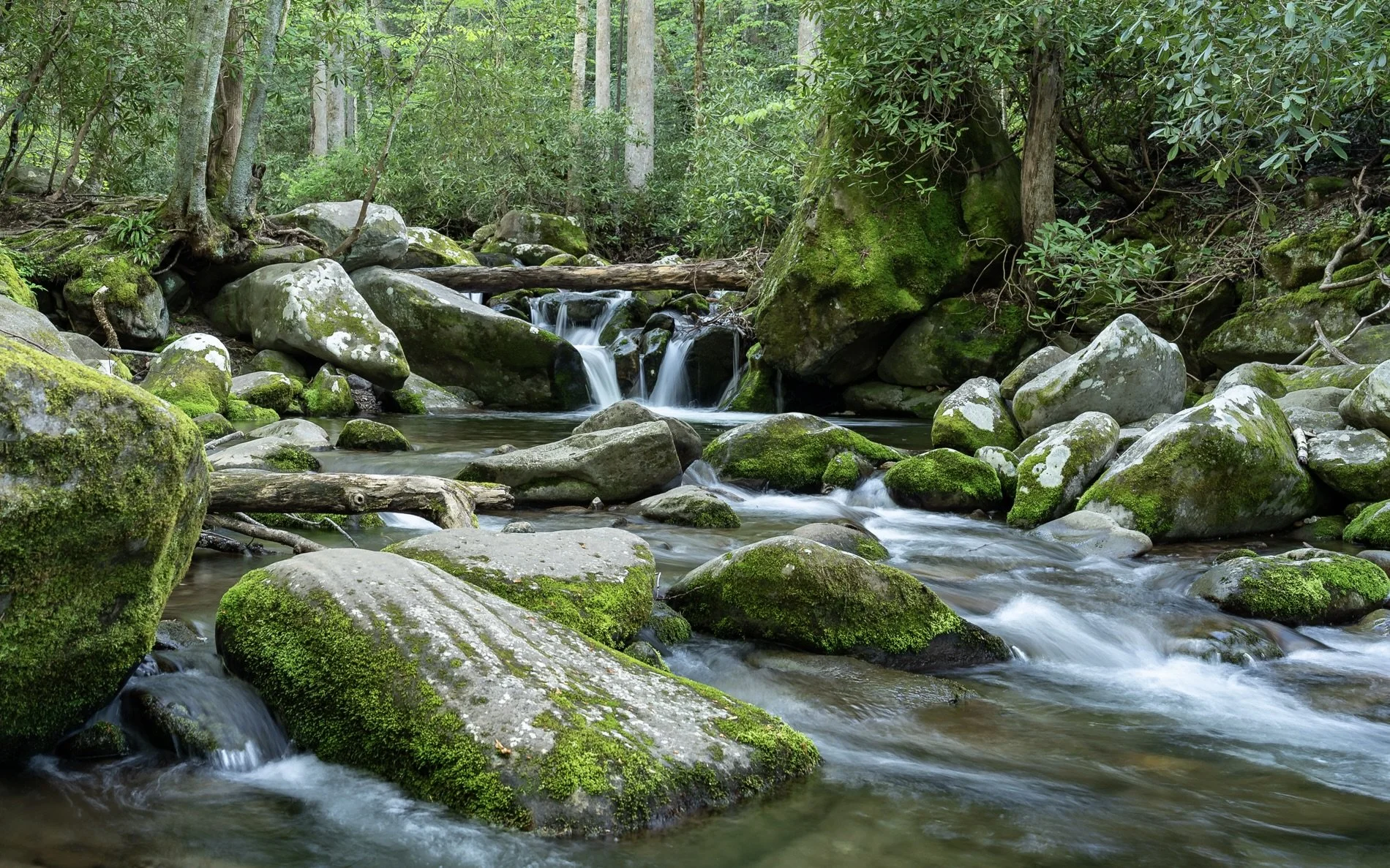 Beauty in the Smokies Mary Perry Art.jpeg