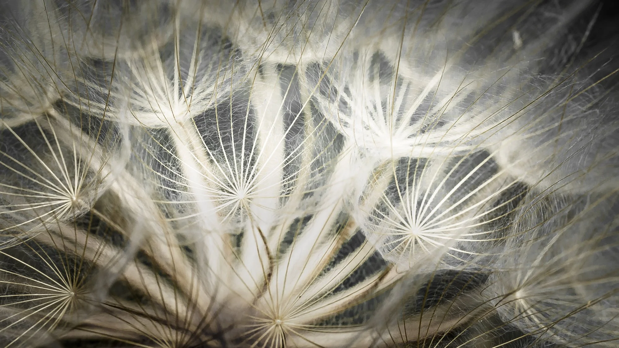 Seed Parasol Mary Perry Art.jpeg