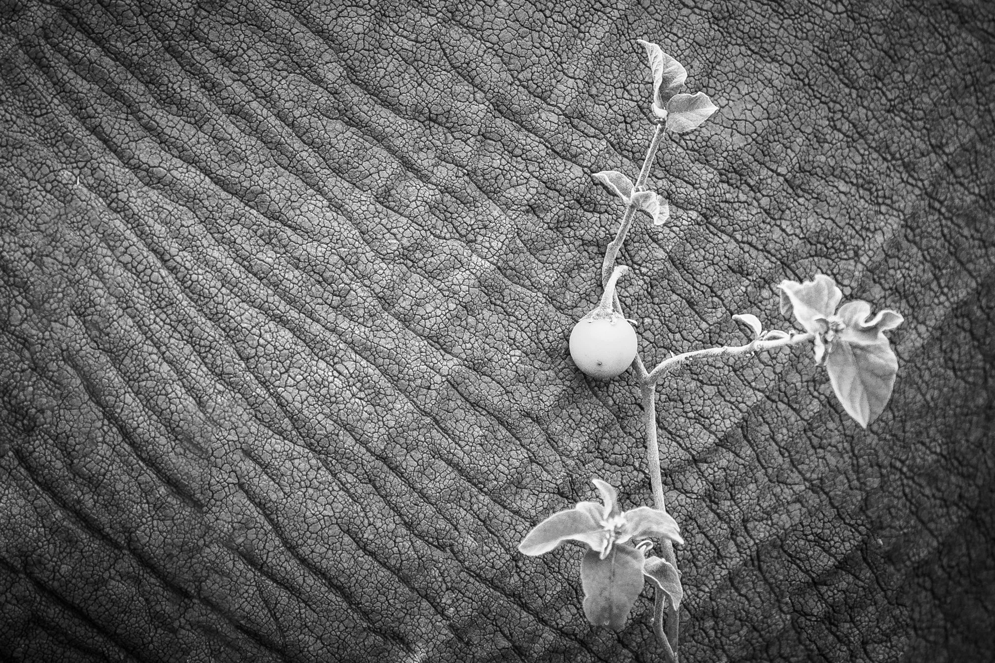 Elephant and Plant Mary Perry Art.jpeg