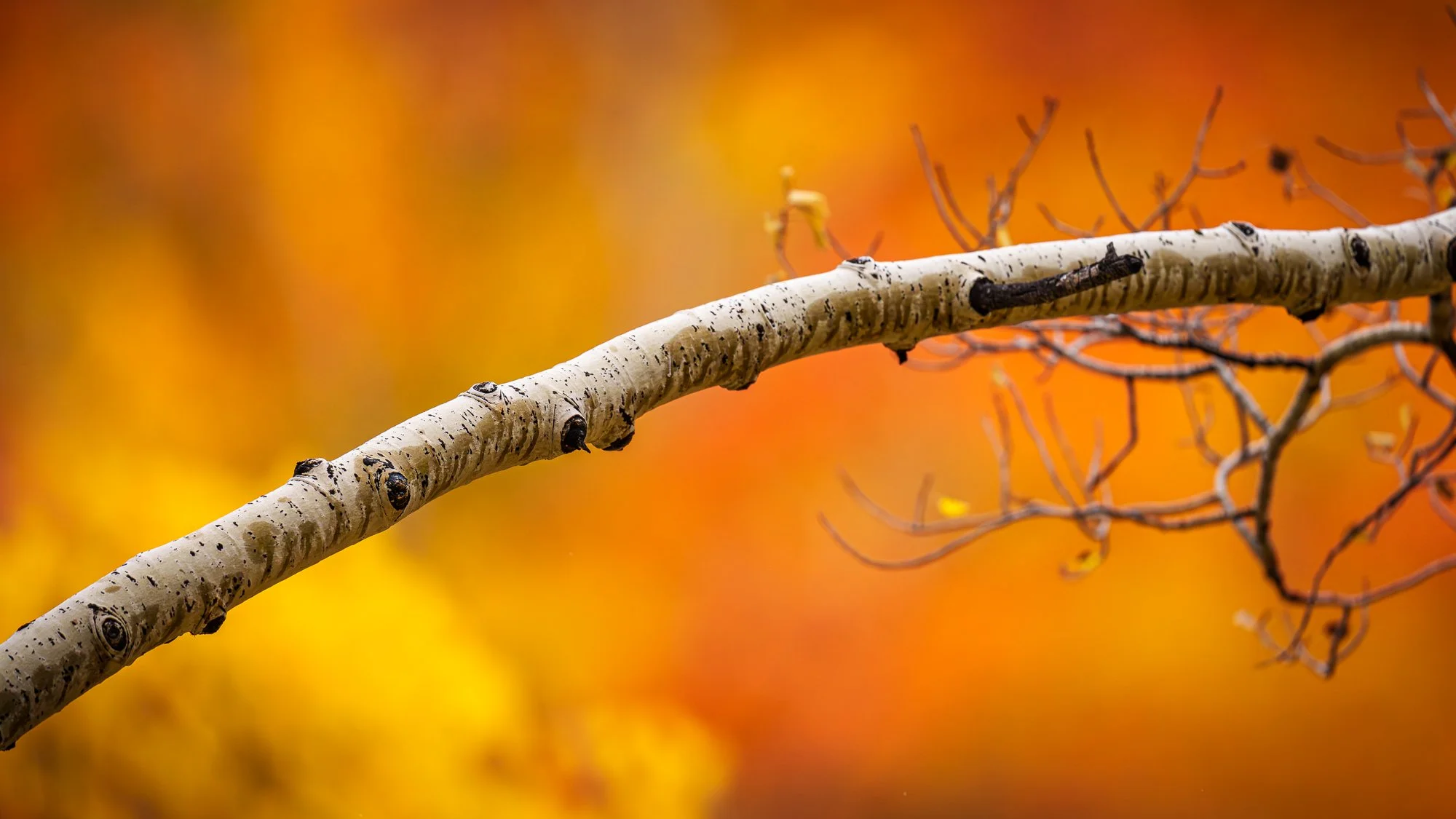 Limbs of Change Mary Perry Art.jpg