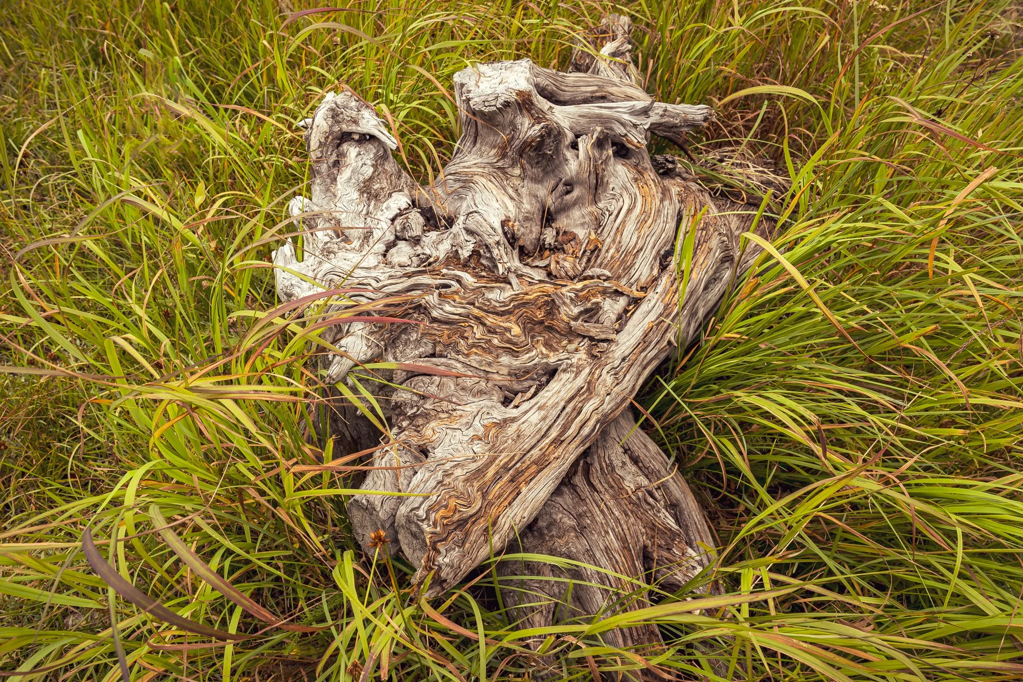 Old Wood Among the Grass Mary Perry Art.jpeg