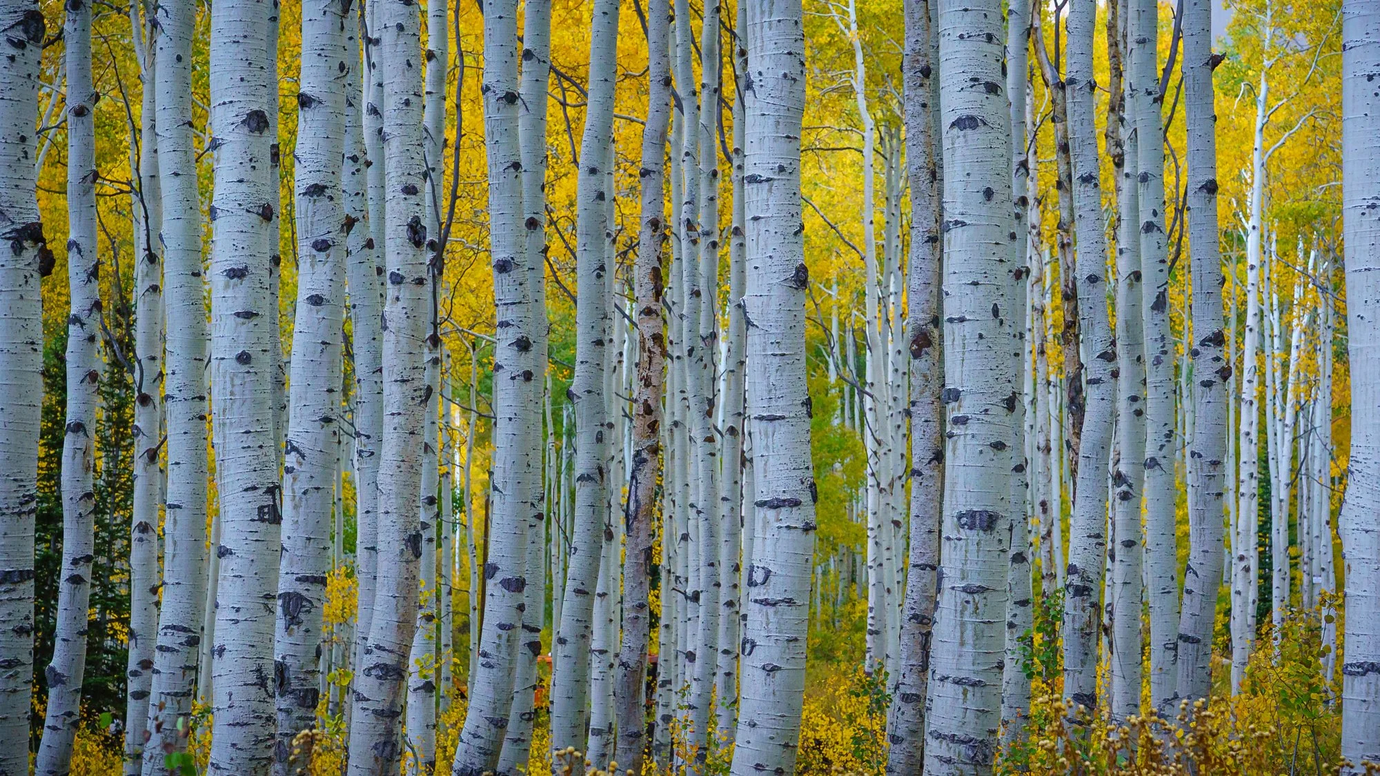 Aspen Forest Mary Perry Art.jpeg