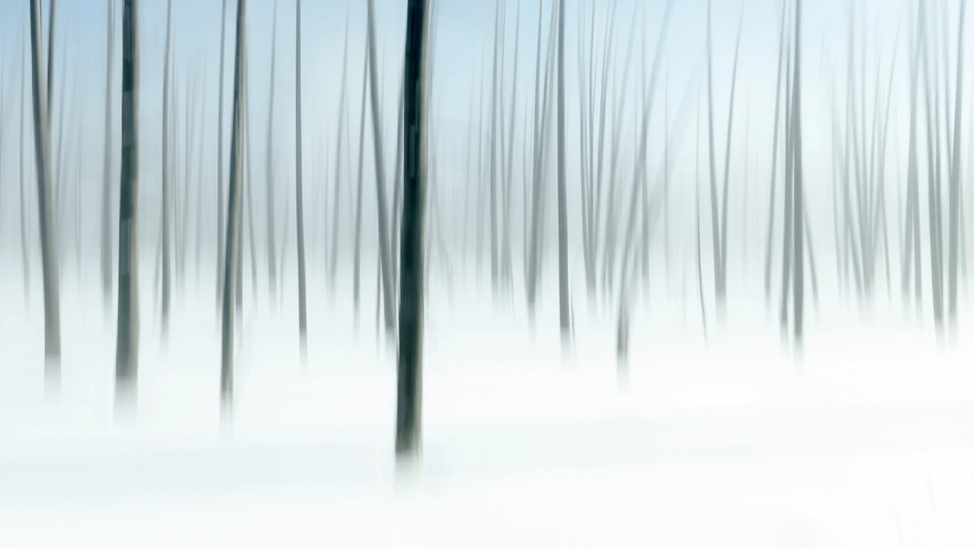 Bobby Sock Trees Mary Perry Art.jpeg