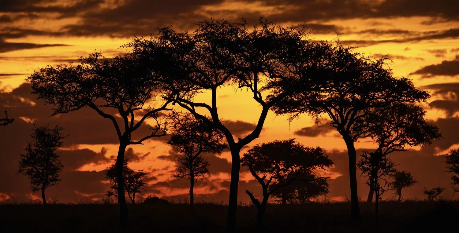 Serengeti Sunrise Mary Perry Art.jpg