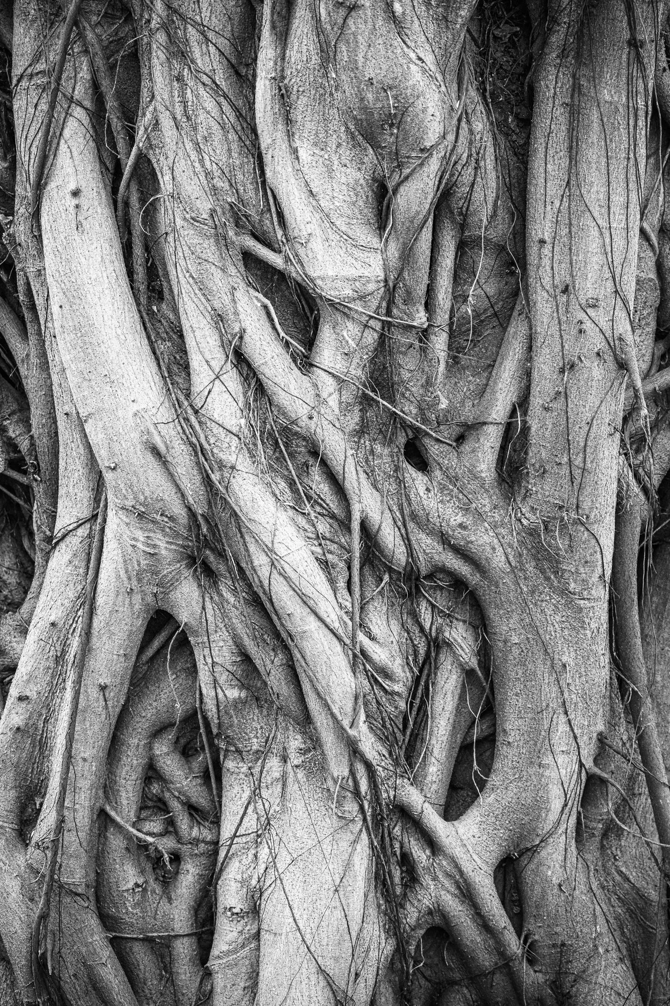 Vine Trunk Mary Perry Art.jpeg