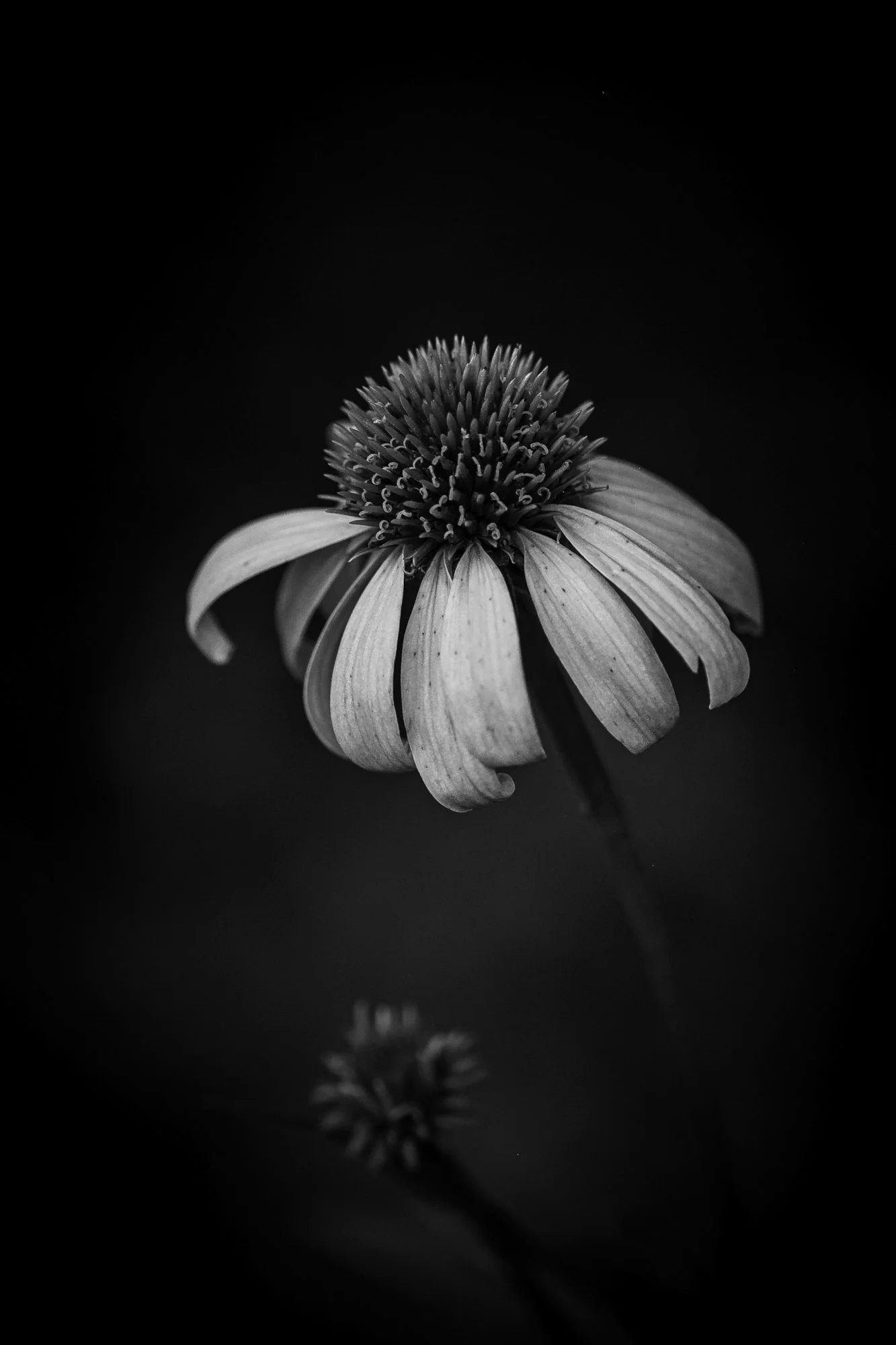 Echinacea in Light and shadow Mary Perry Art.jpeg