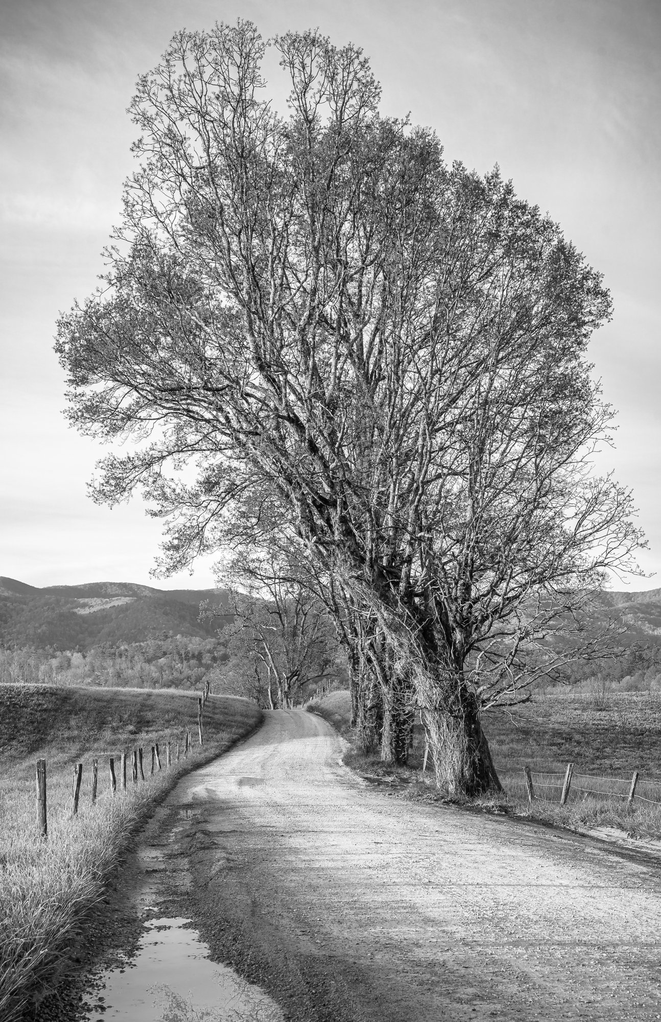 Cades Cove Mary Perry Art.jpeg