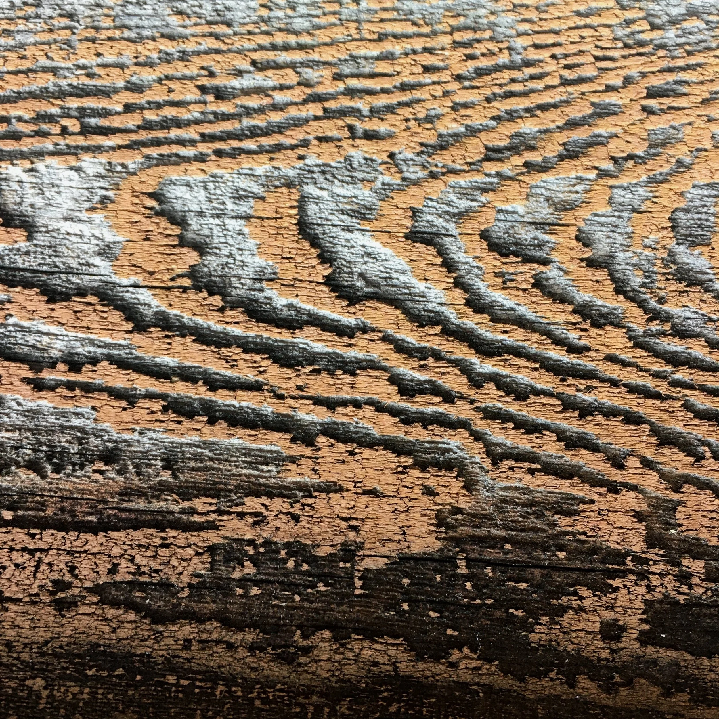 NATURE'S SONGLINES  #1