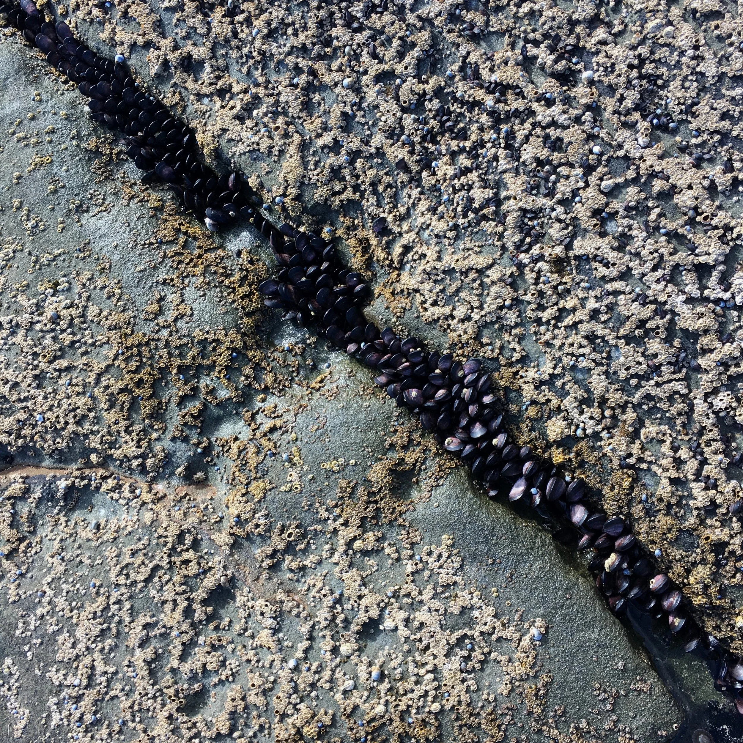 IMPOSSIBLE SHORES #4