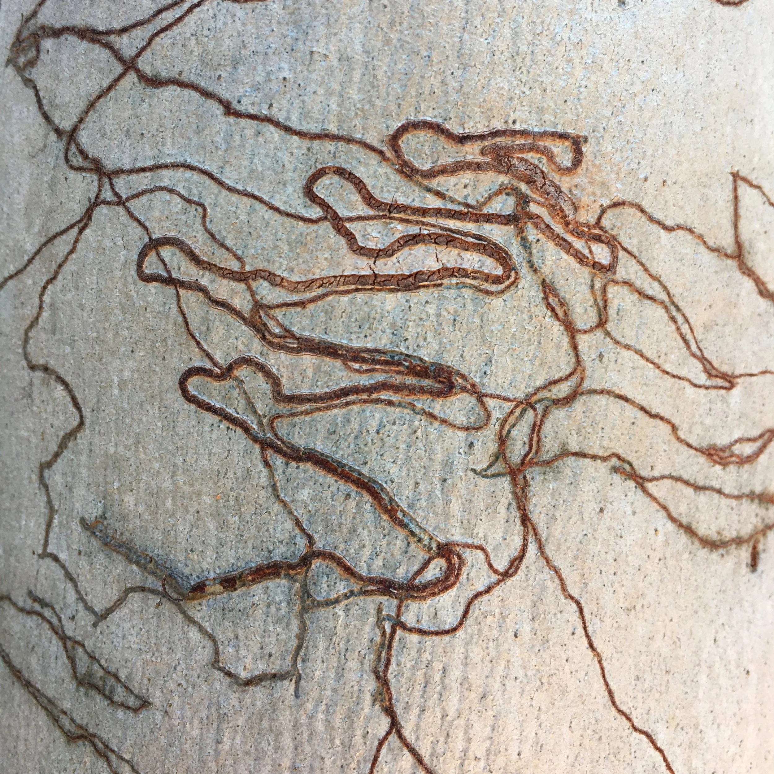 NATURE'S SONGLINES  #2