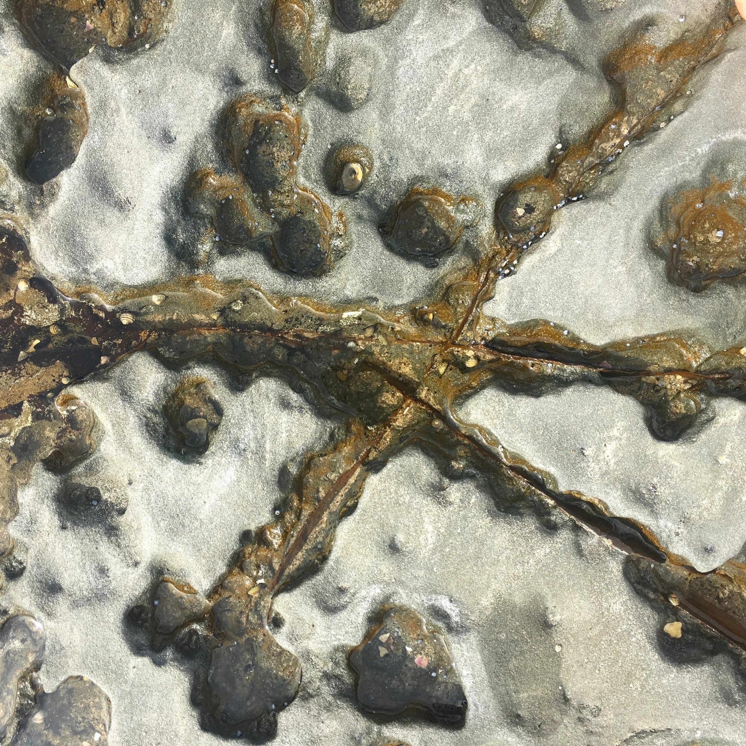 IMPOSSIBLE SHORES #5