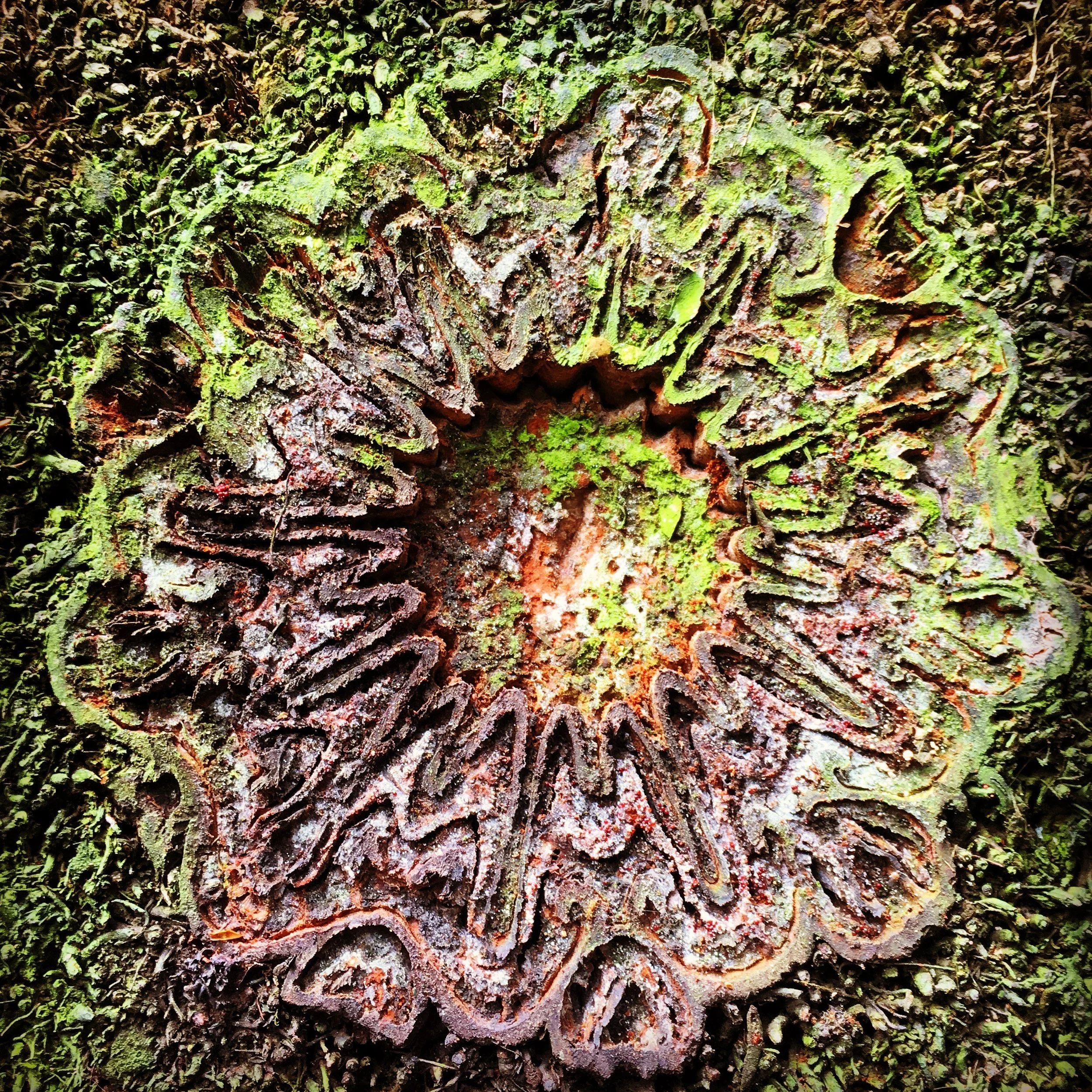 NATURE'S SONGLINES  #5