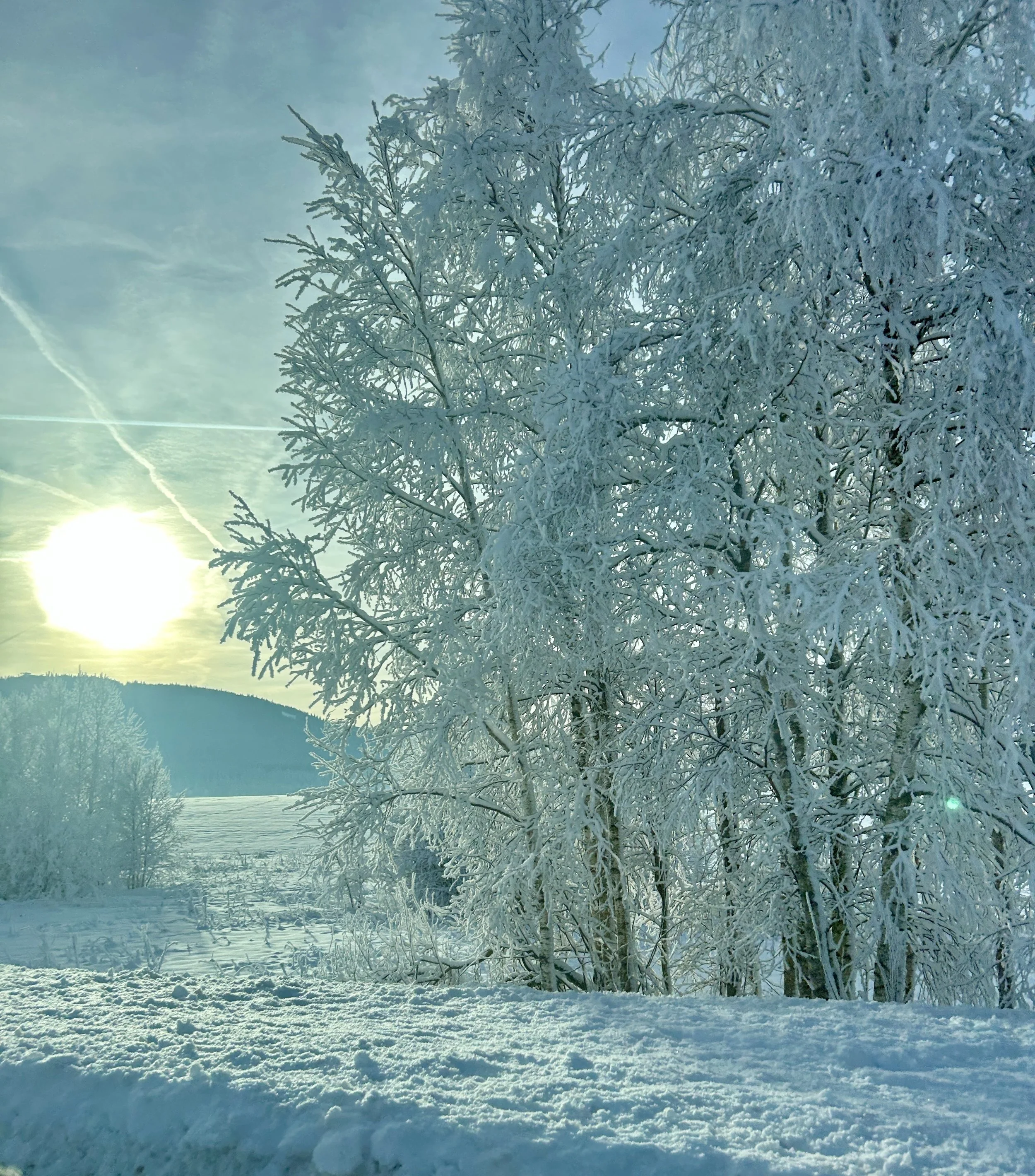 Snow-covered trees and ground with the sun low in the sky