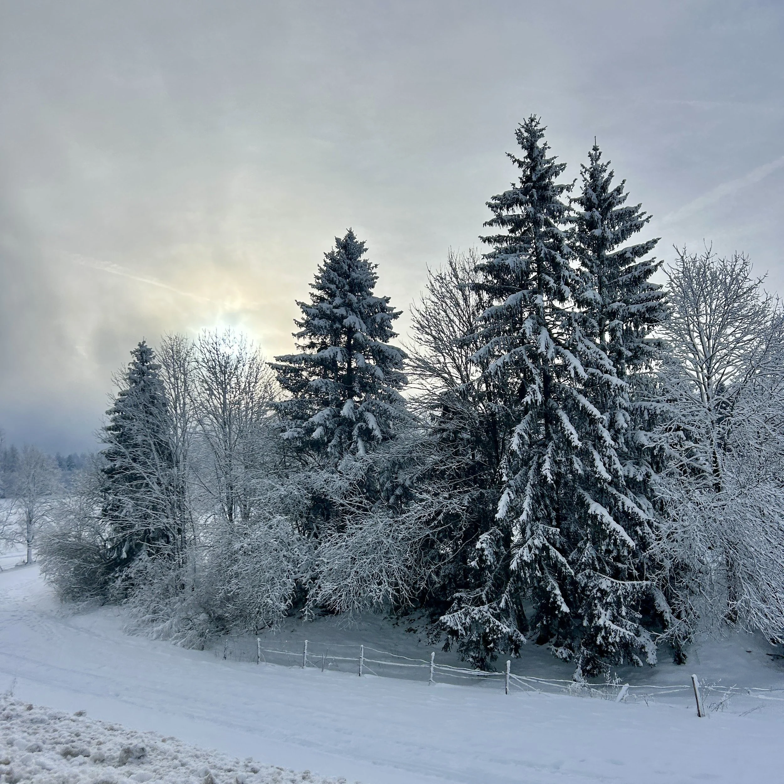 Snow-covered trees in a winter landscape with a cloudy sky and the sun partially visible.