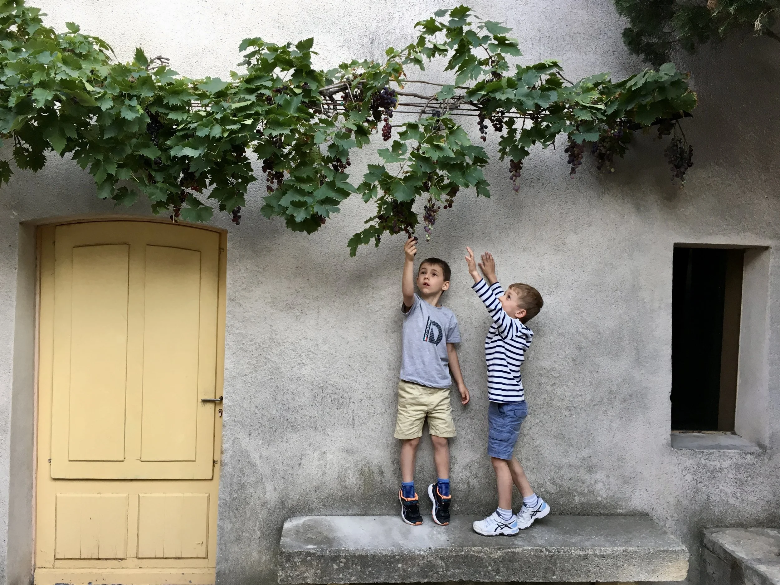 Two young boys reaching towards a grapevine with purple grapes hanging above them on a wall.