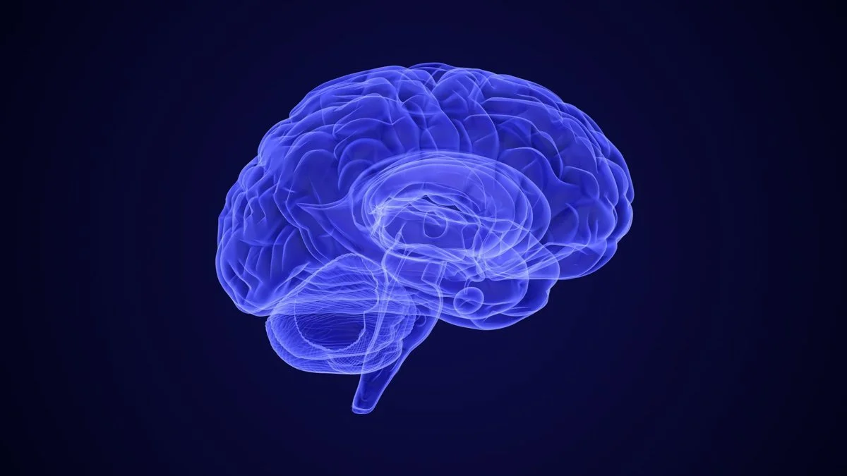 brain.jpg