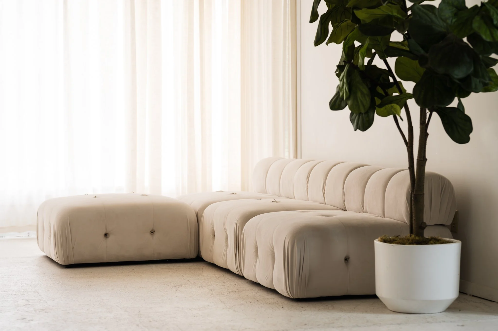 Studio space with a white tufted sectional sofa in front of sheer white curtains, with a potted fiddle leaf fig tree in a white planter to the right.