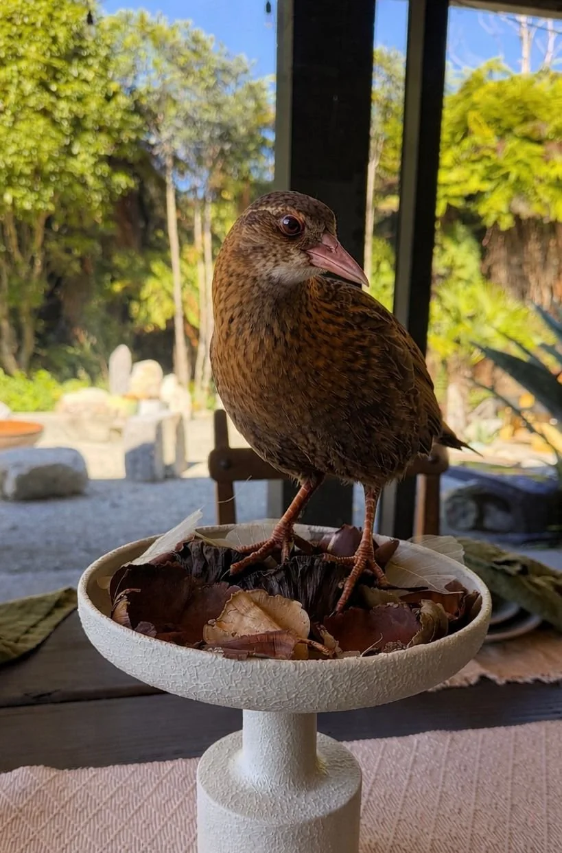 A curious resident weka visiting Enchanted