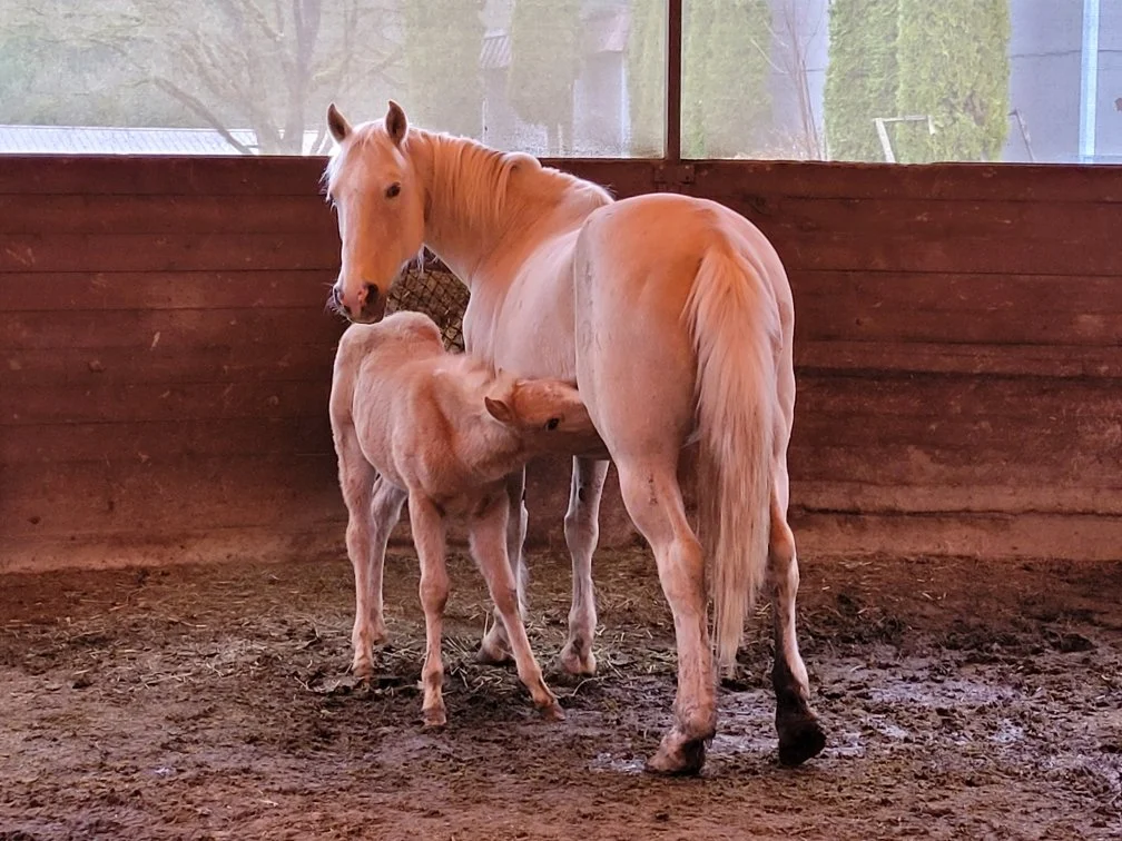 Ellie’s Happy Tail: The Mare Who Was Never Given a Chance — Until Rescue