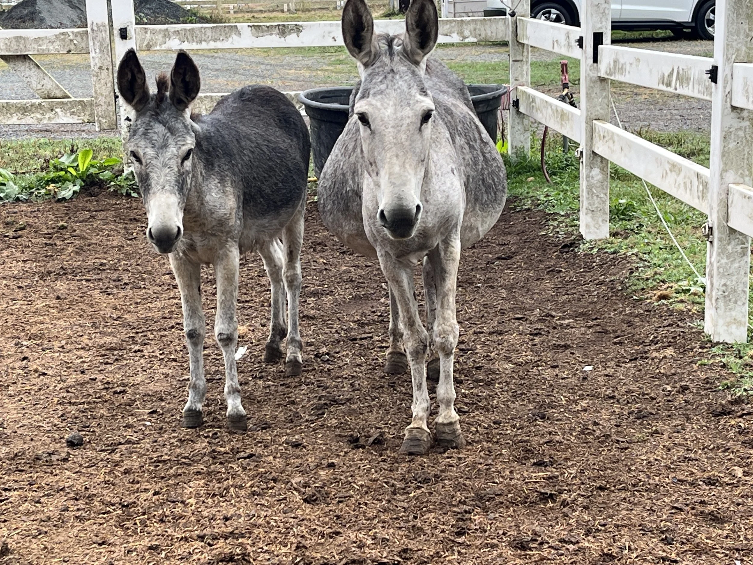Pip, Noelle &amp; Nina — A Donkey Family’s Journey to Safety