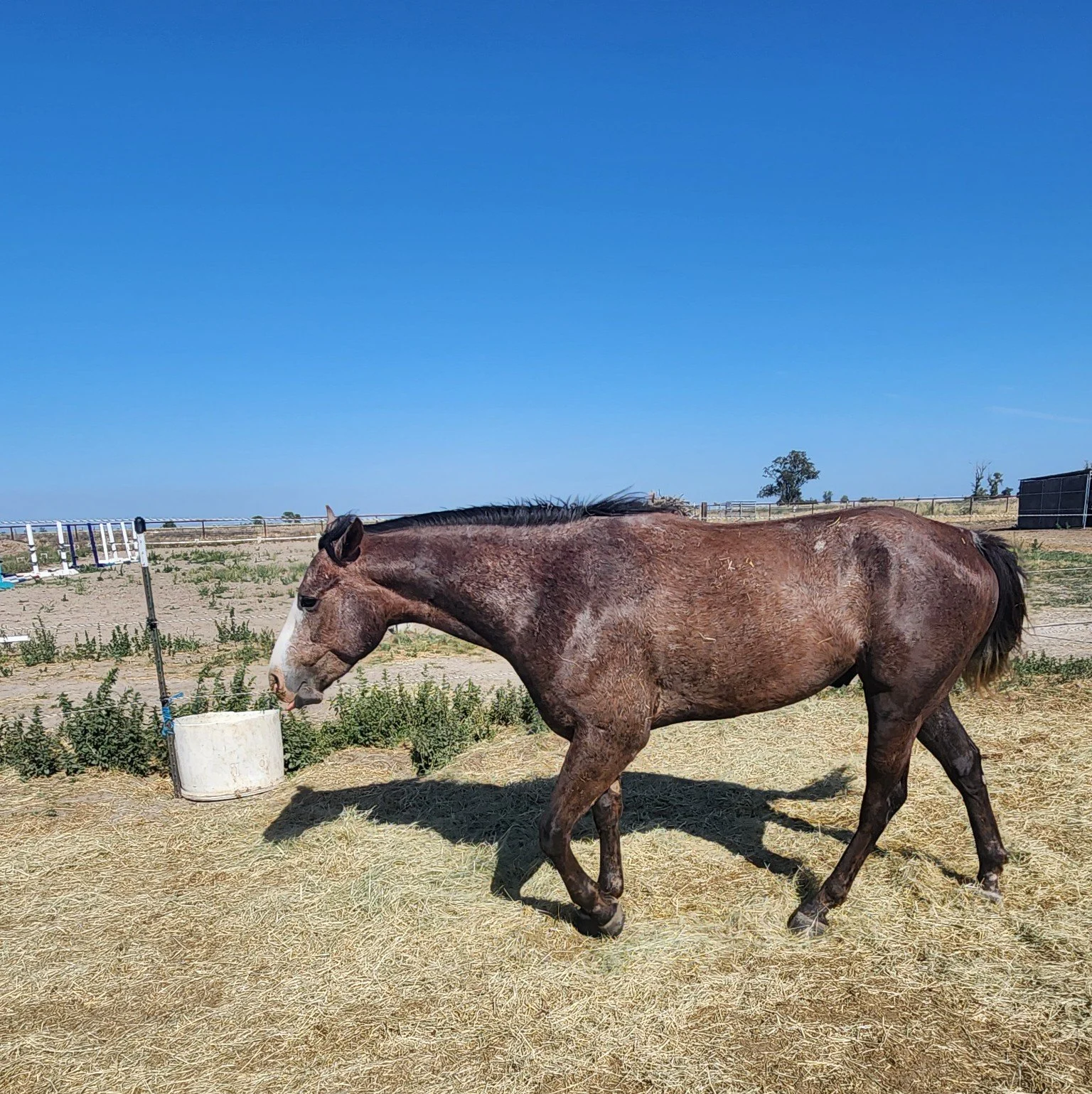 Caspar’s Happy Tail: The Little Gelding Who Got a Second Chance