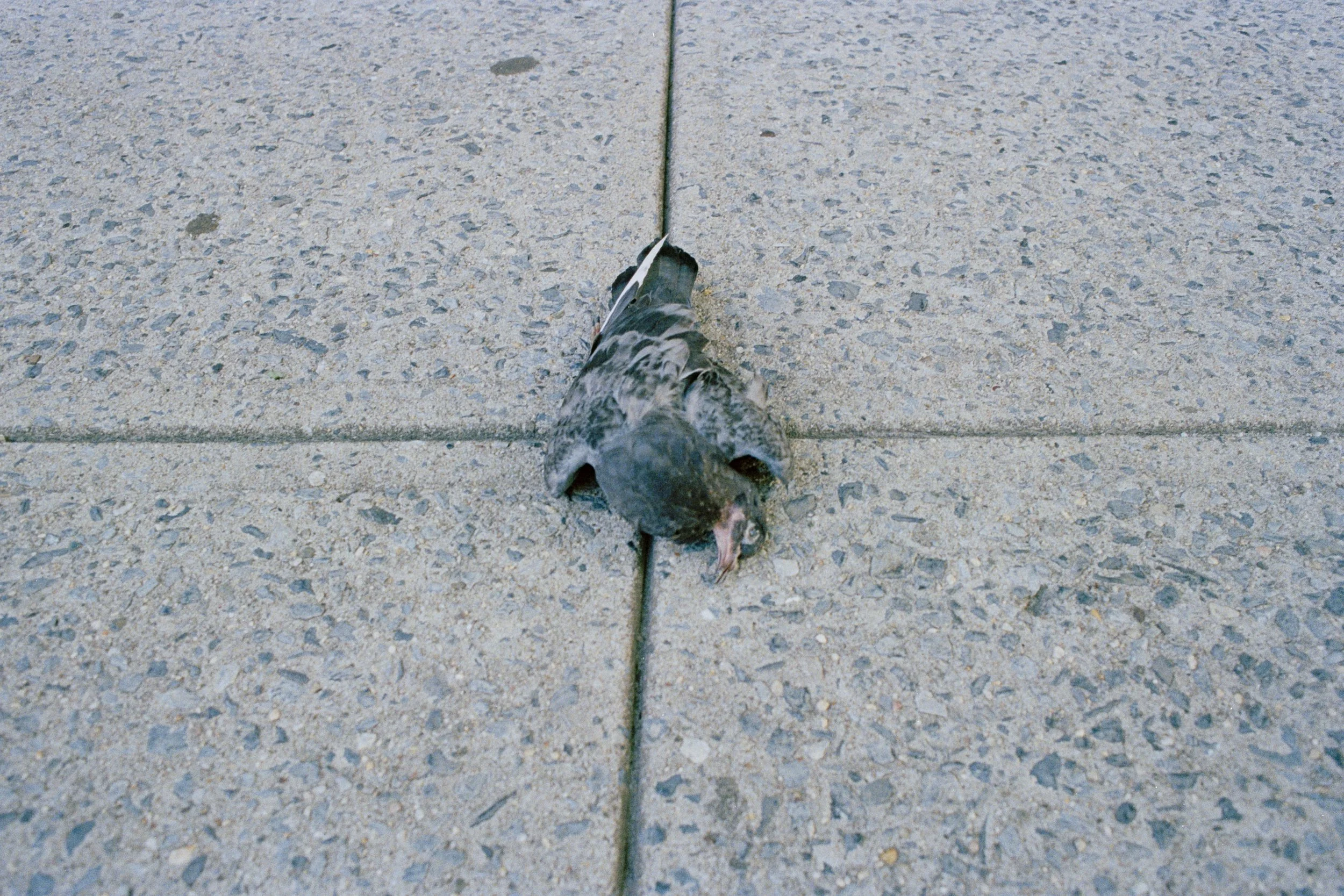 Minolta 553.jpg