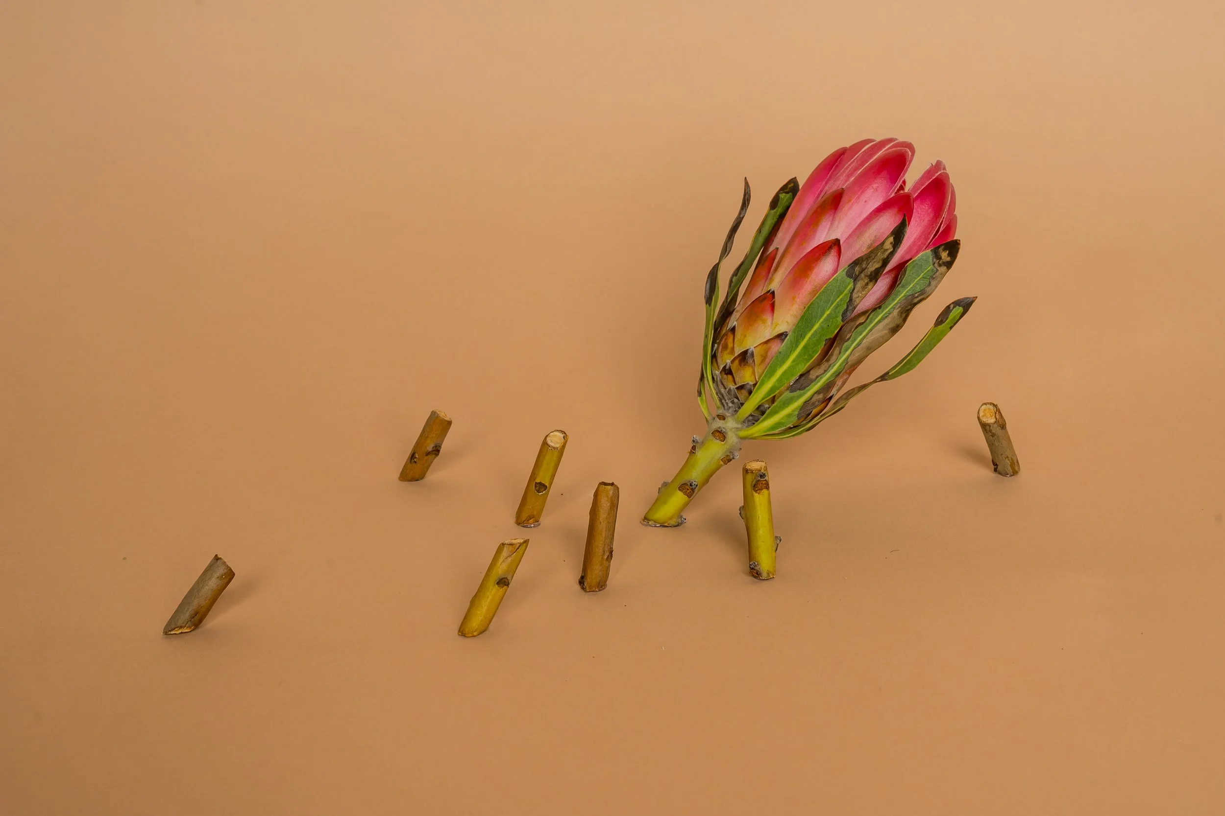 still life-24.jpg