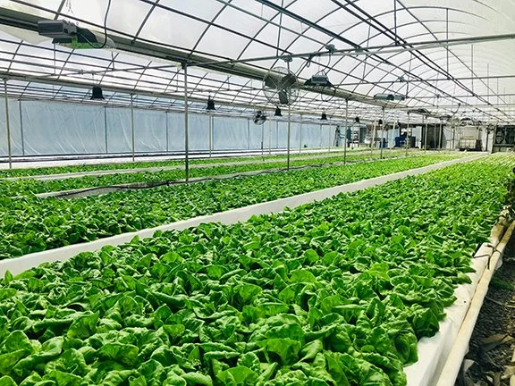 Vertical Farming Operator