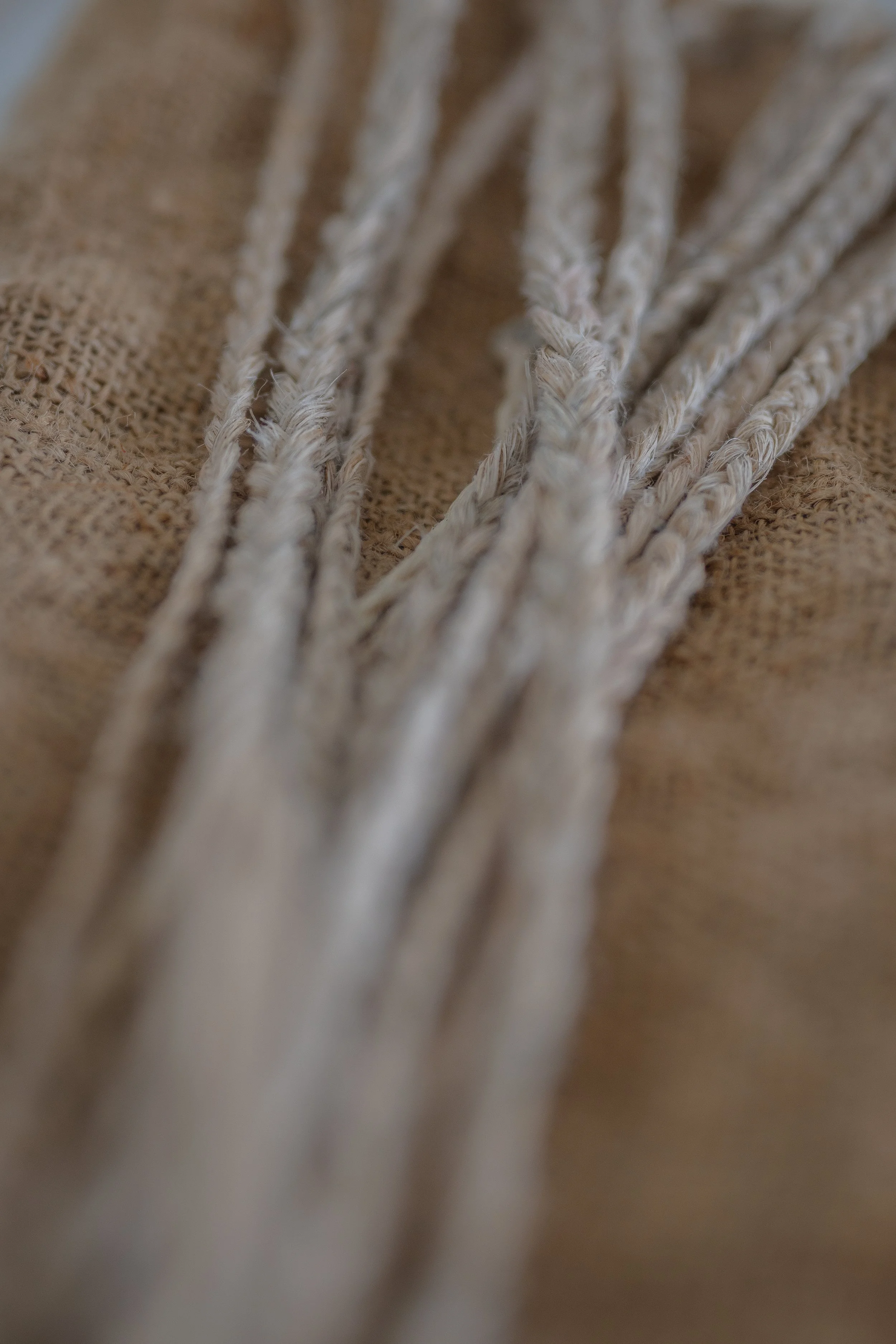 Prepared muka fibre from harakeke leaf showing traditional Māori fibre knowledge in Aotearoa New Zealand.