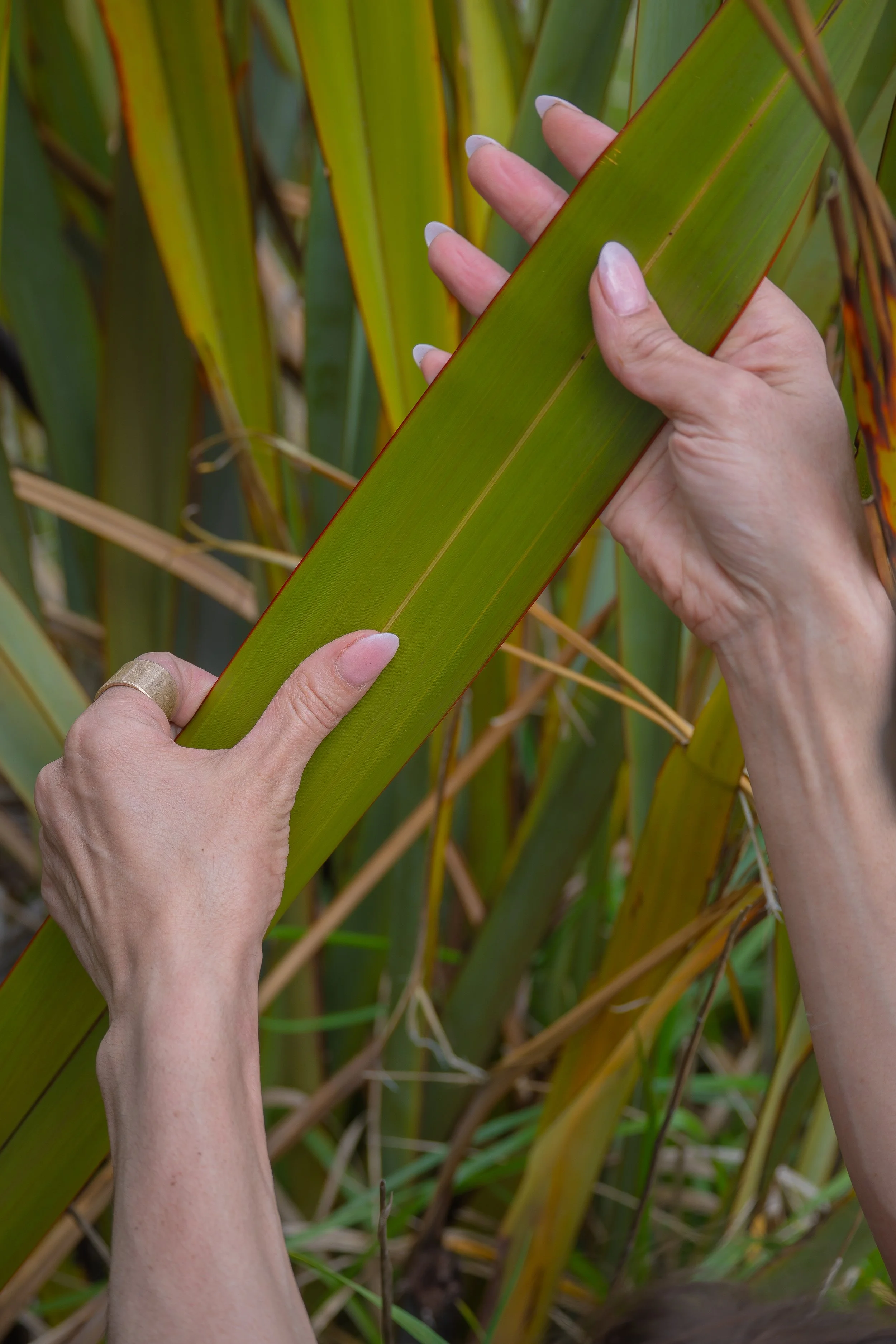 Kimberley Maaka holding fresh harakeke leaves on the plant in Aotearoa New Zealand, connecting traditional Māori fibre knowledge with sustainable hair design.