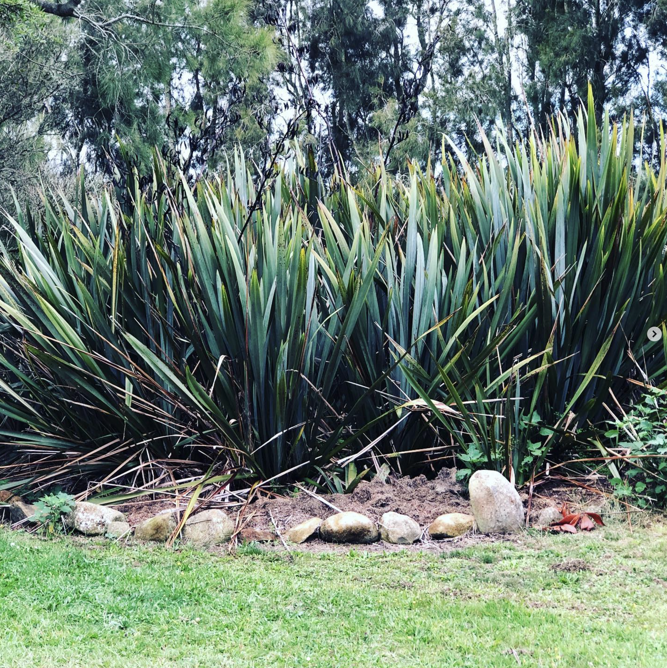 KIMBERLEY MAAKA - Pā Harakeke.png