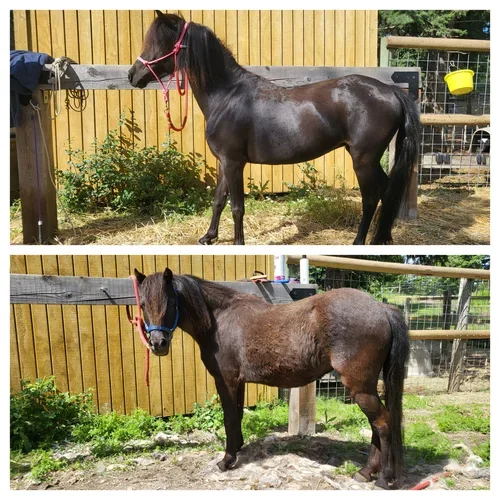 BCS + Nutritional Analysis + Balanced Diet Plan