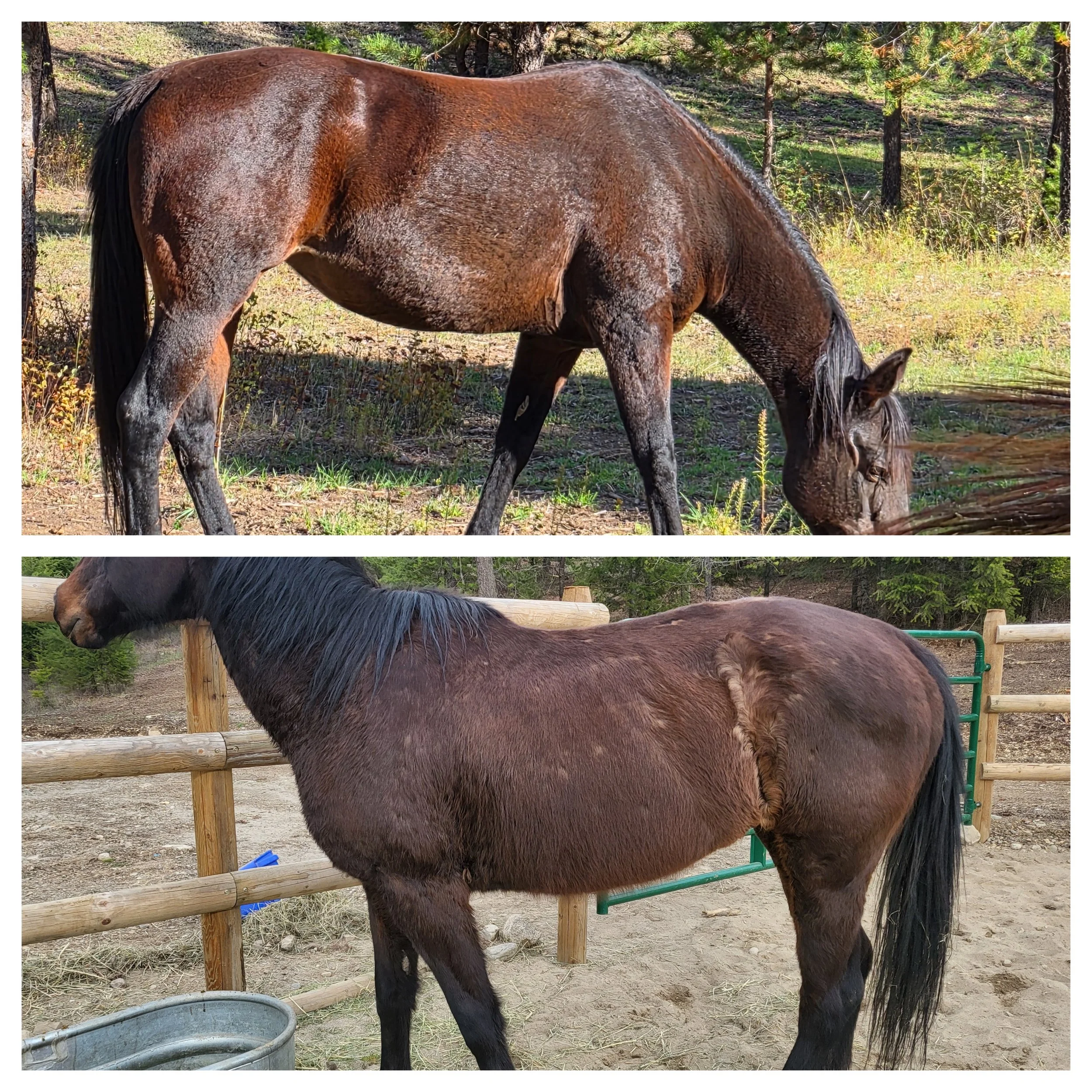 BCS + Nutrition Analysis + A New Balanced Diet Plan + 3 months of check-ins including tracking and adjustment if needed.