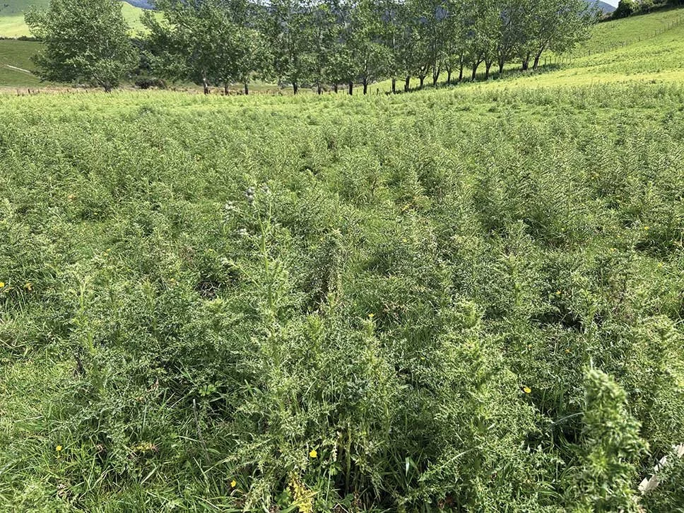 Farmers keen to collaborate on Cali control