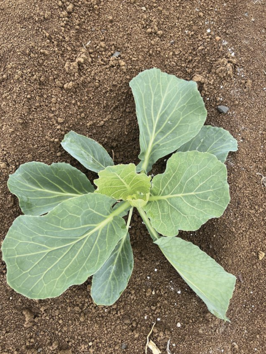 Seedling drench trial gives growers confidence