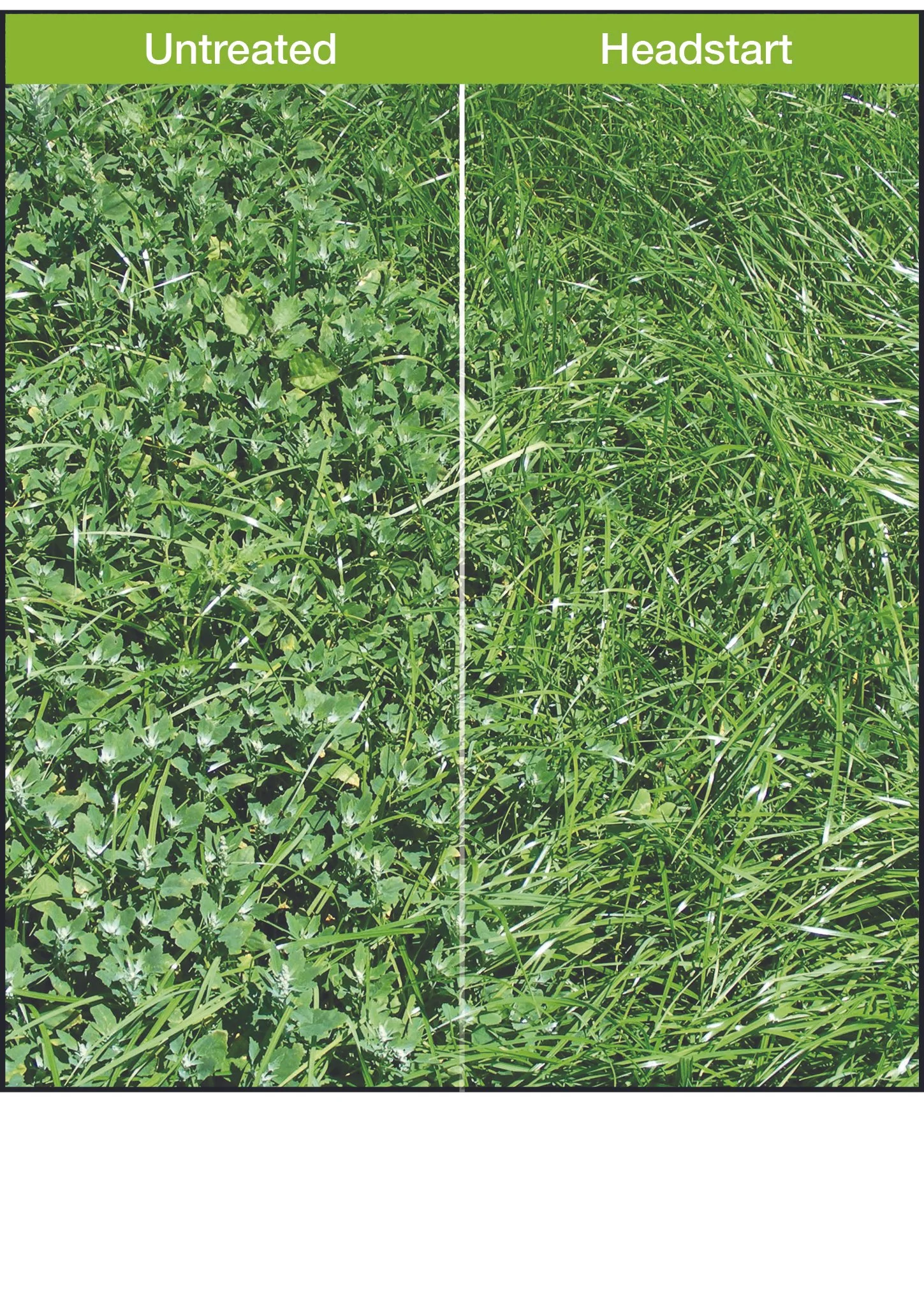 Cost effective early weed control for pasture and chicory