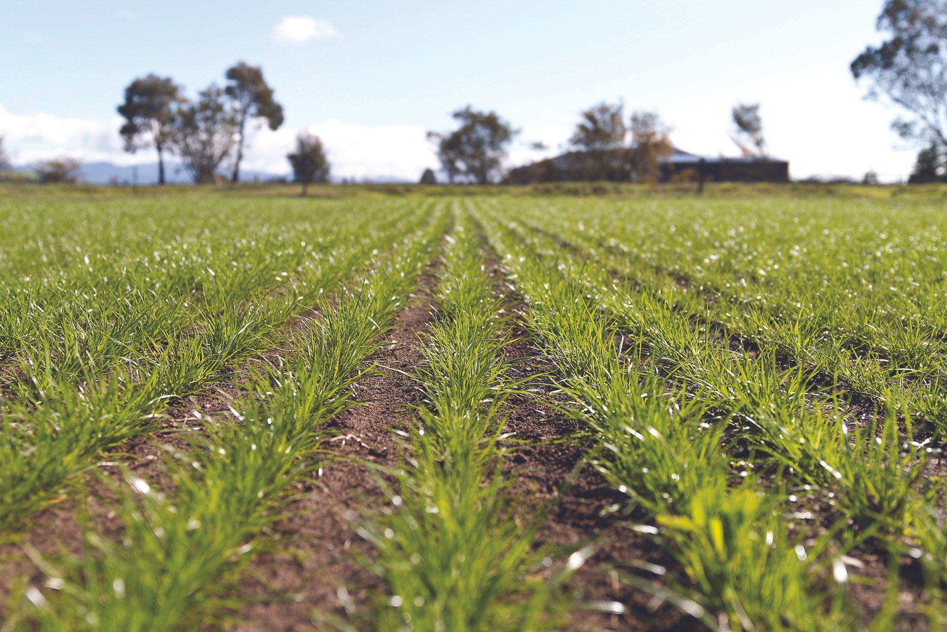 Seed treatments on the rise