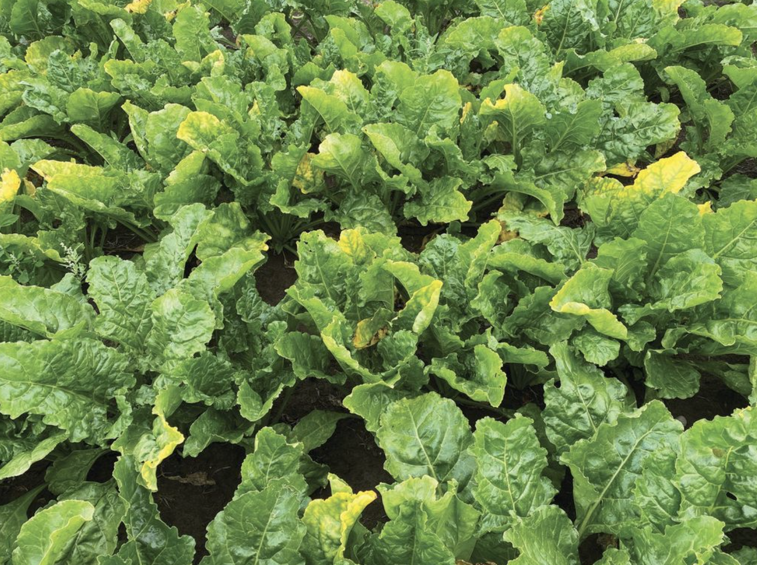 Capitalise on unique active for flourishing forage