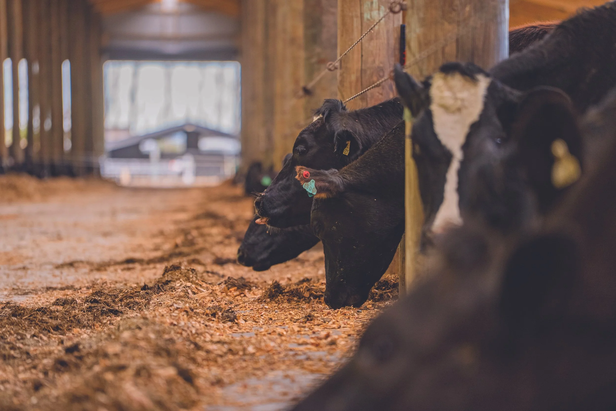 Eco-friendly timber barn formula for viability