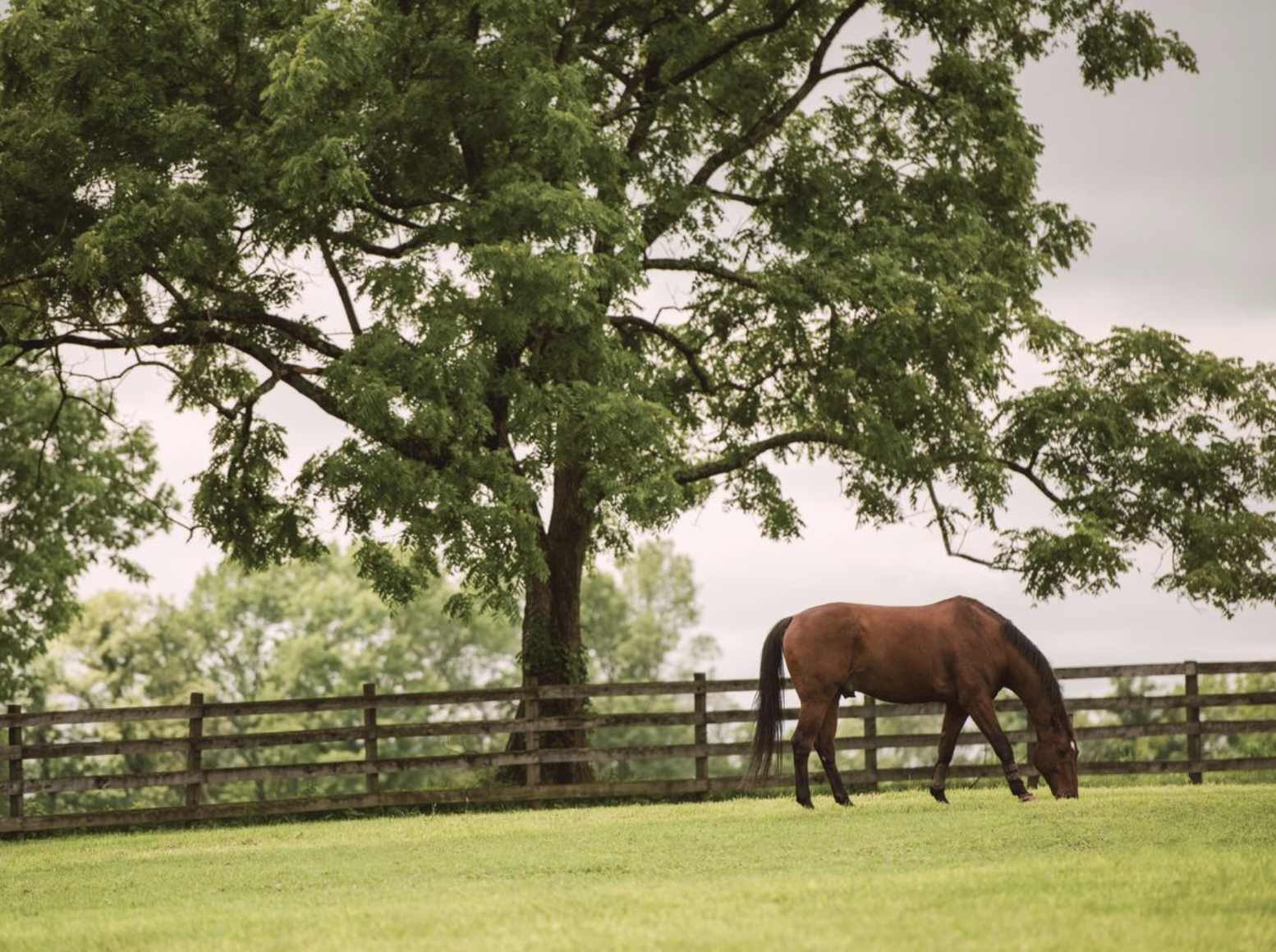 Trusted products for smart equine parasite management
