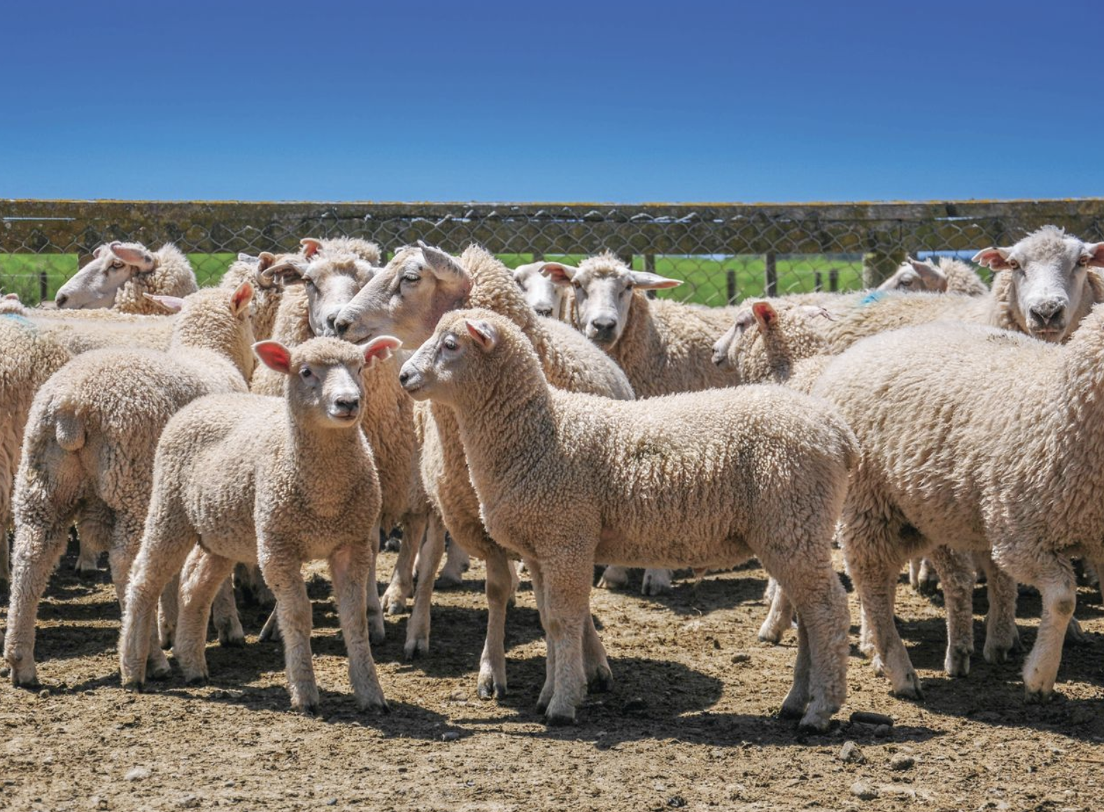Southland research validates strategic pre-lamb nitrogen use