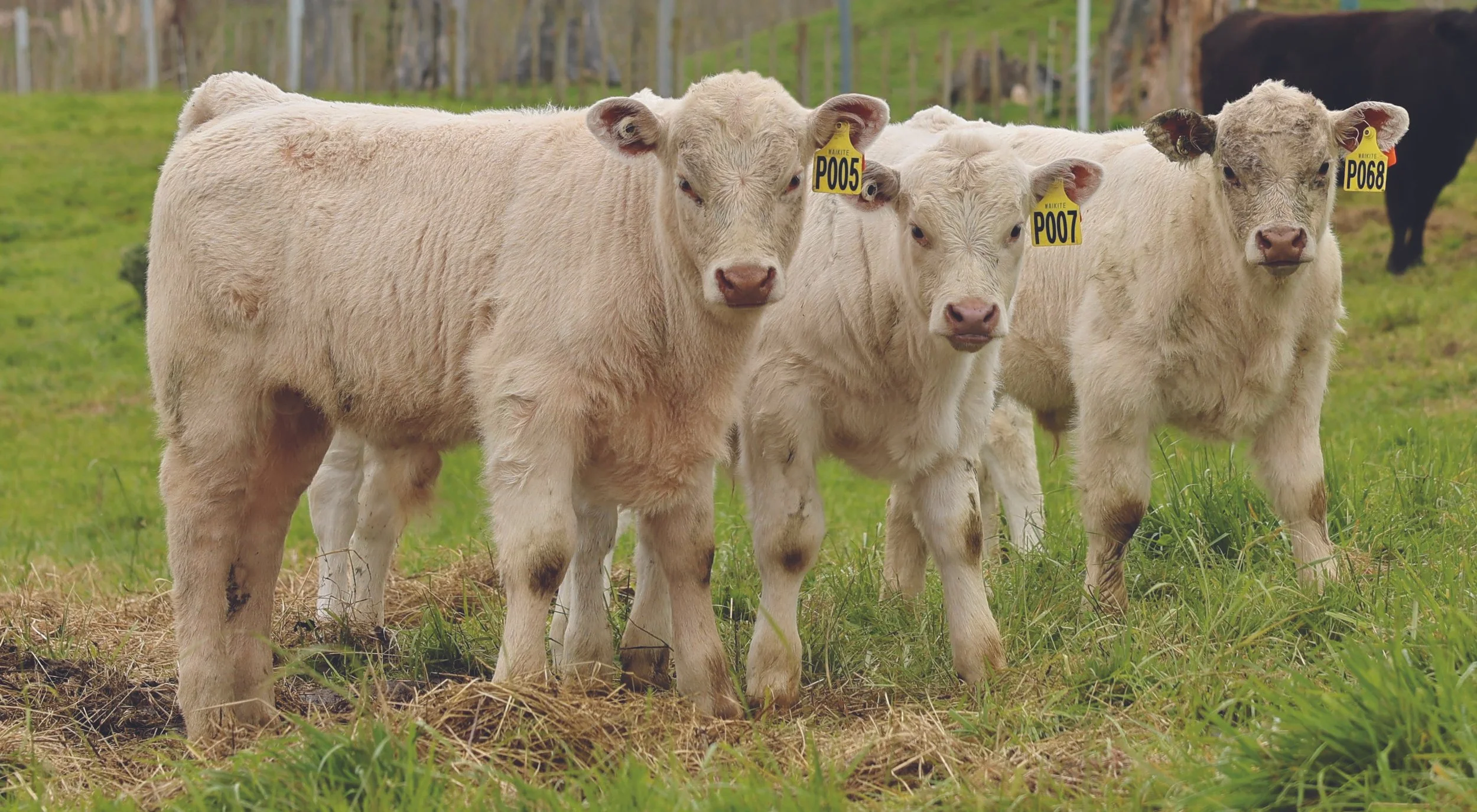 Better dairy beef now a reality