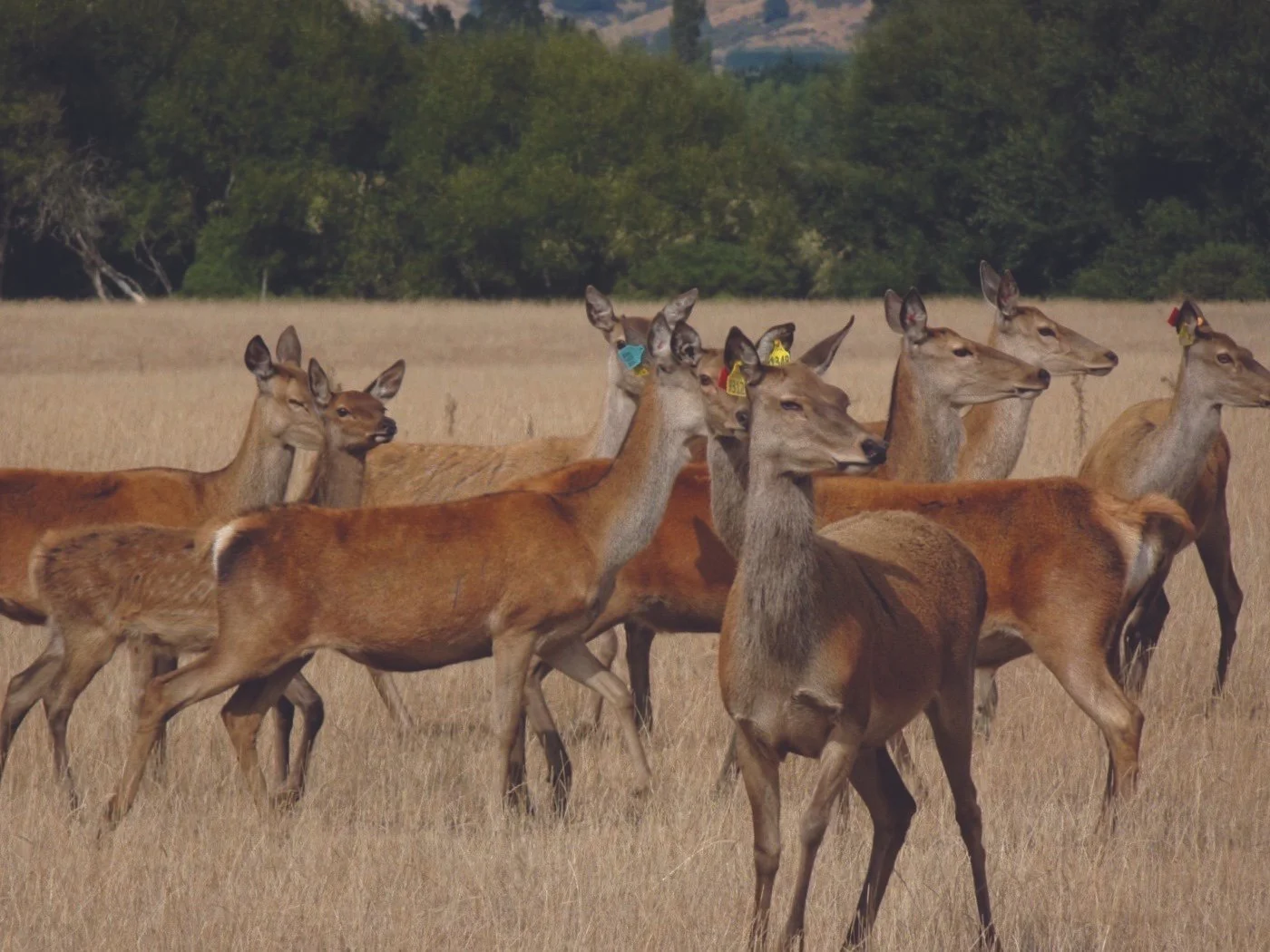 Simple, effective philosophy drives deer success