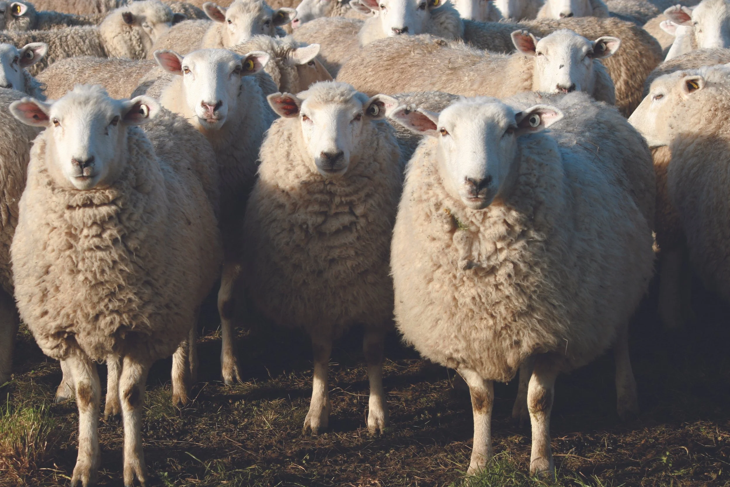 Creating a strong united voice on wool